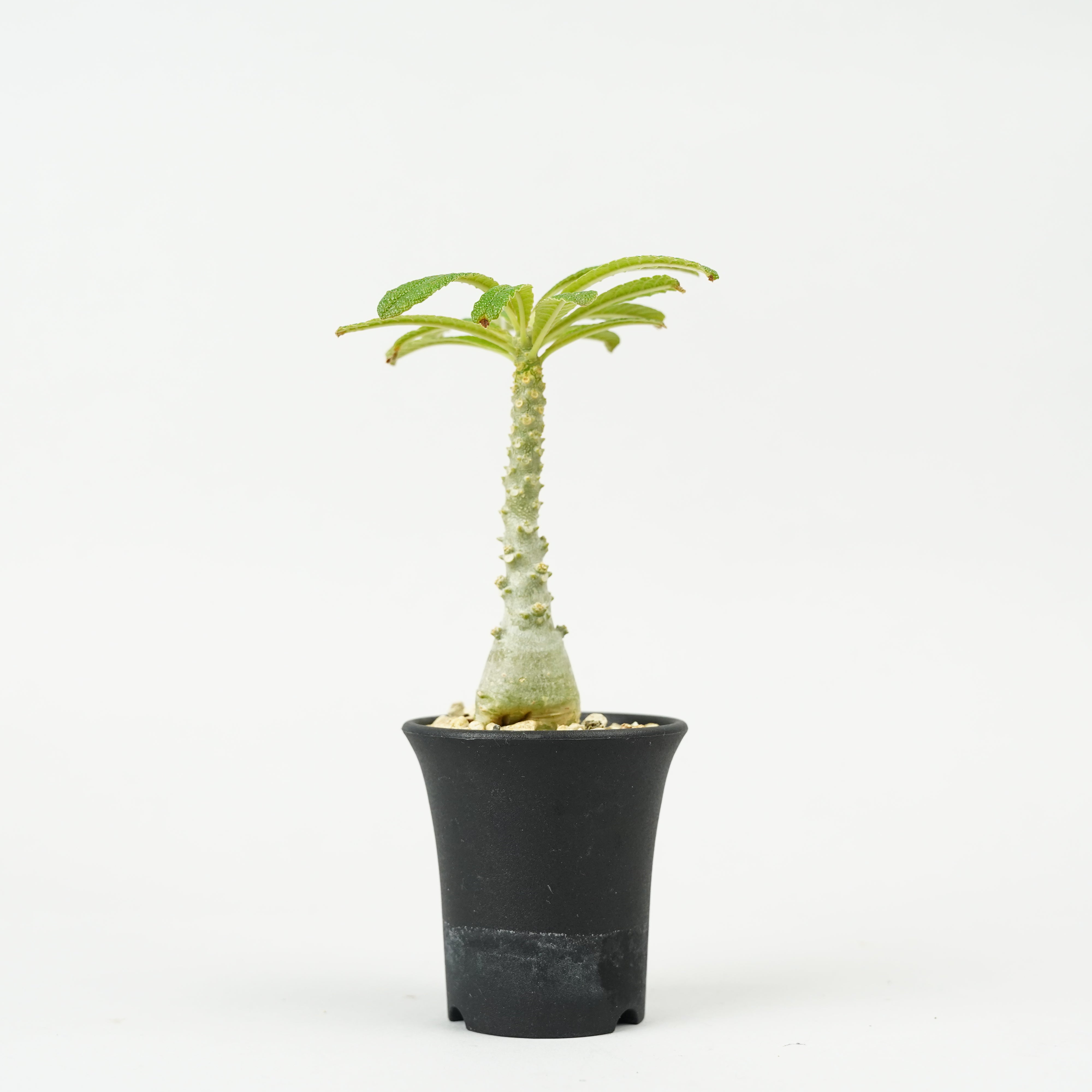 ドルステニア/ギガス – Hachi-8