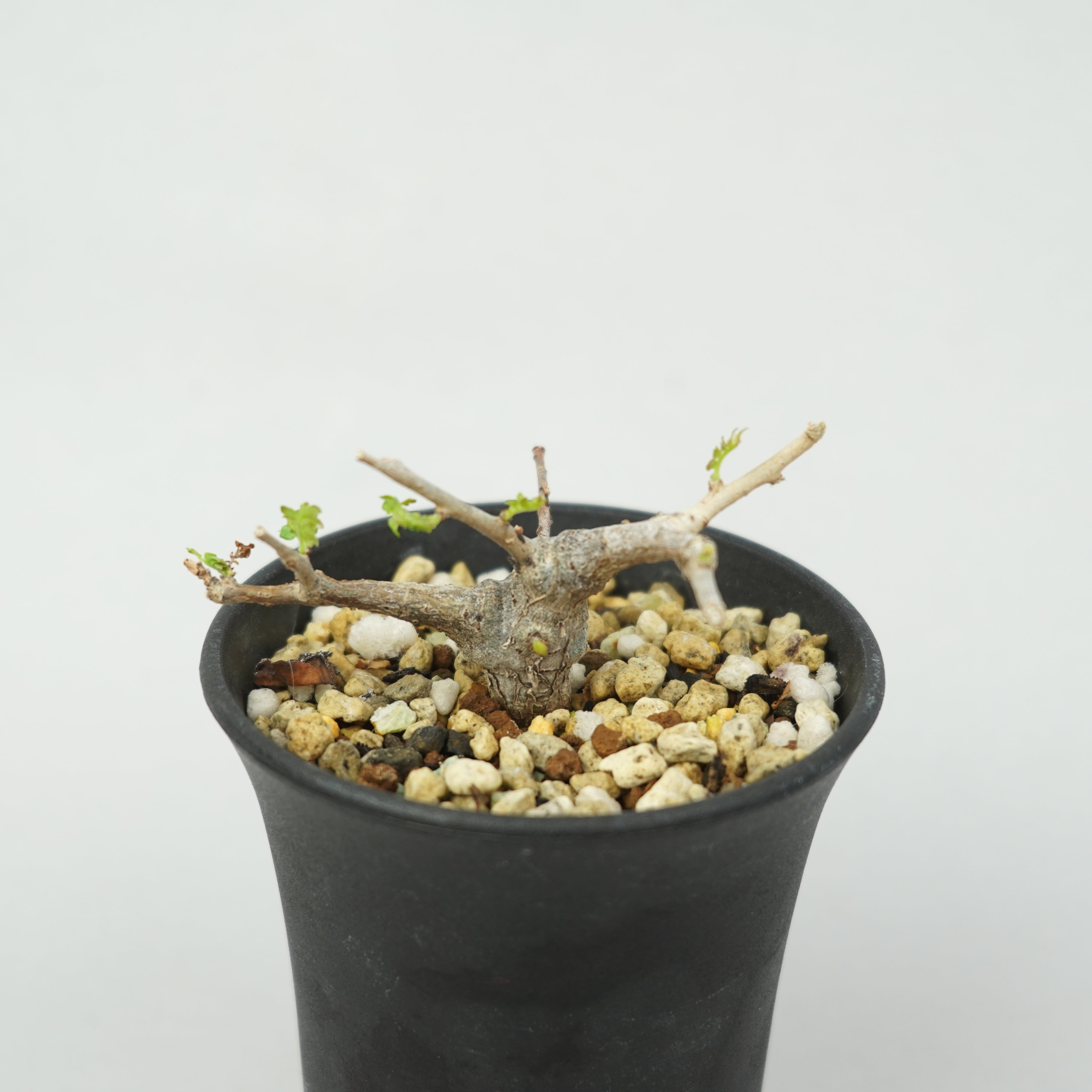 ボスウェリア・ネグレクタ 実生 ボスウェリア・ネグレクタ 実生「Boswellia Neglecta seedling」/KB002