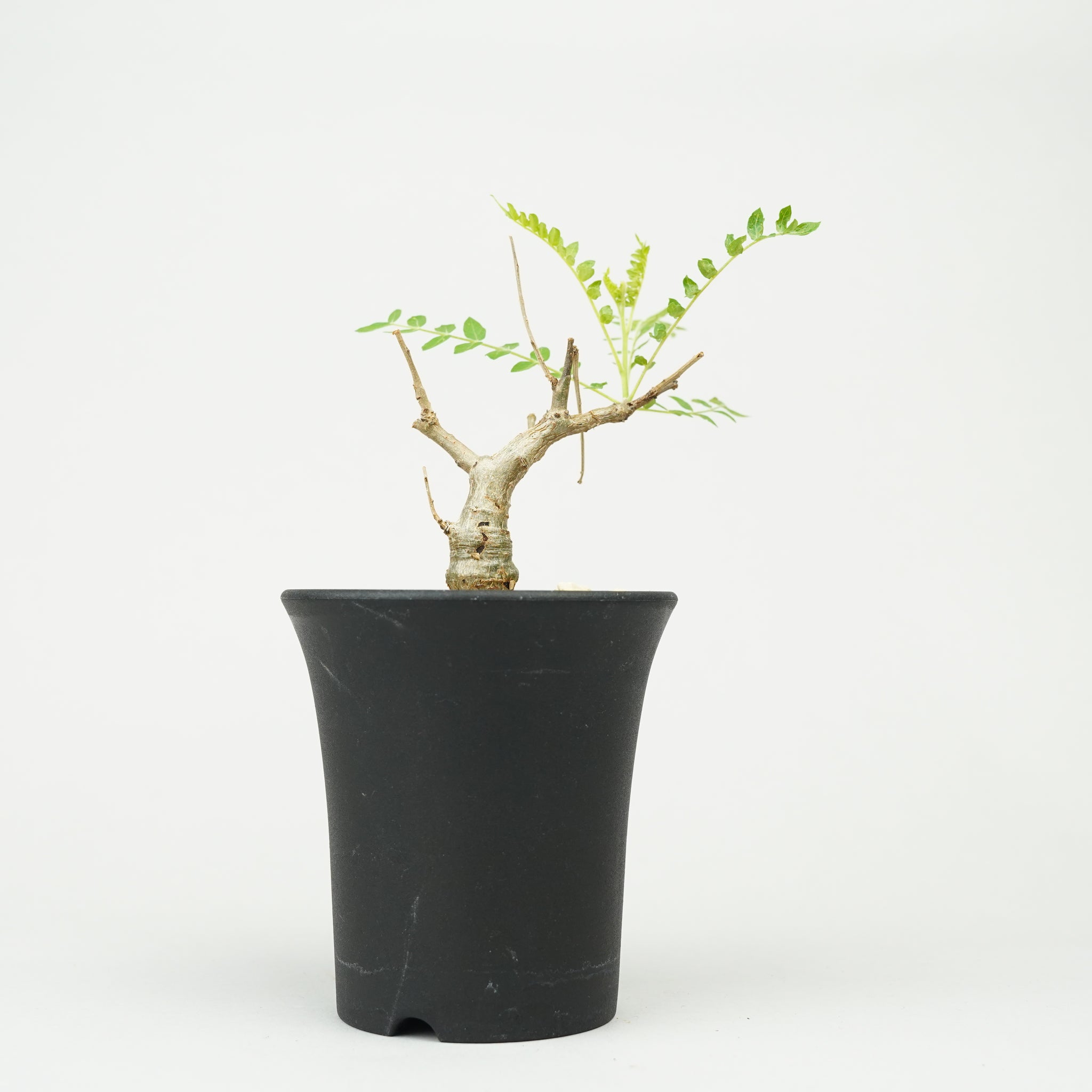 ボスウェリア・ネグレクタ 実生「Boswellia neglecta seedling」/ET1248