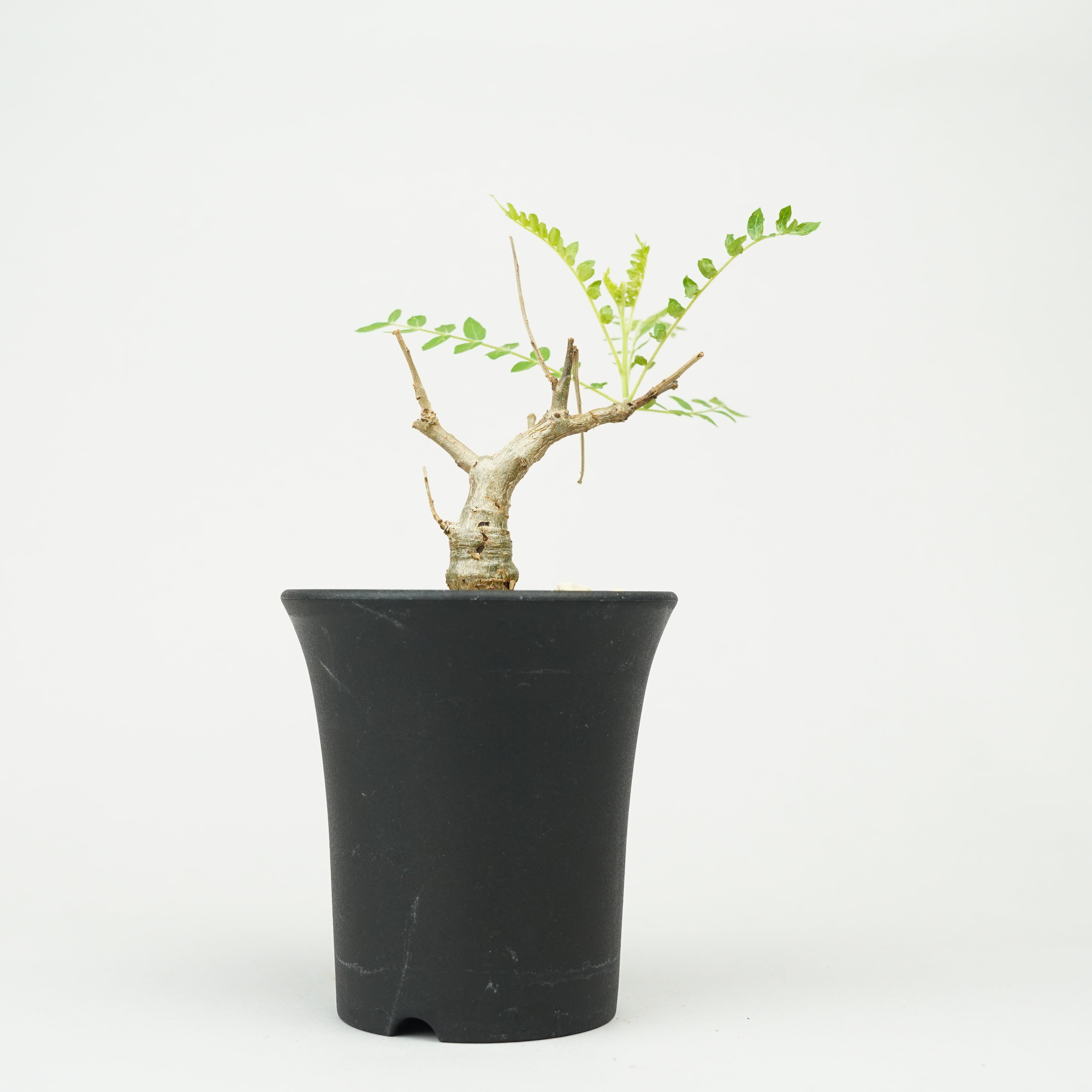 【セール】ボスウェリア　ネグレクタ　No.001　メルカリ便　鉢、送料込 ネグレクタ – Hachi-8