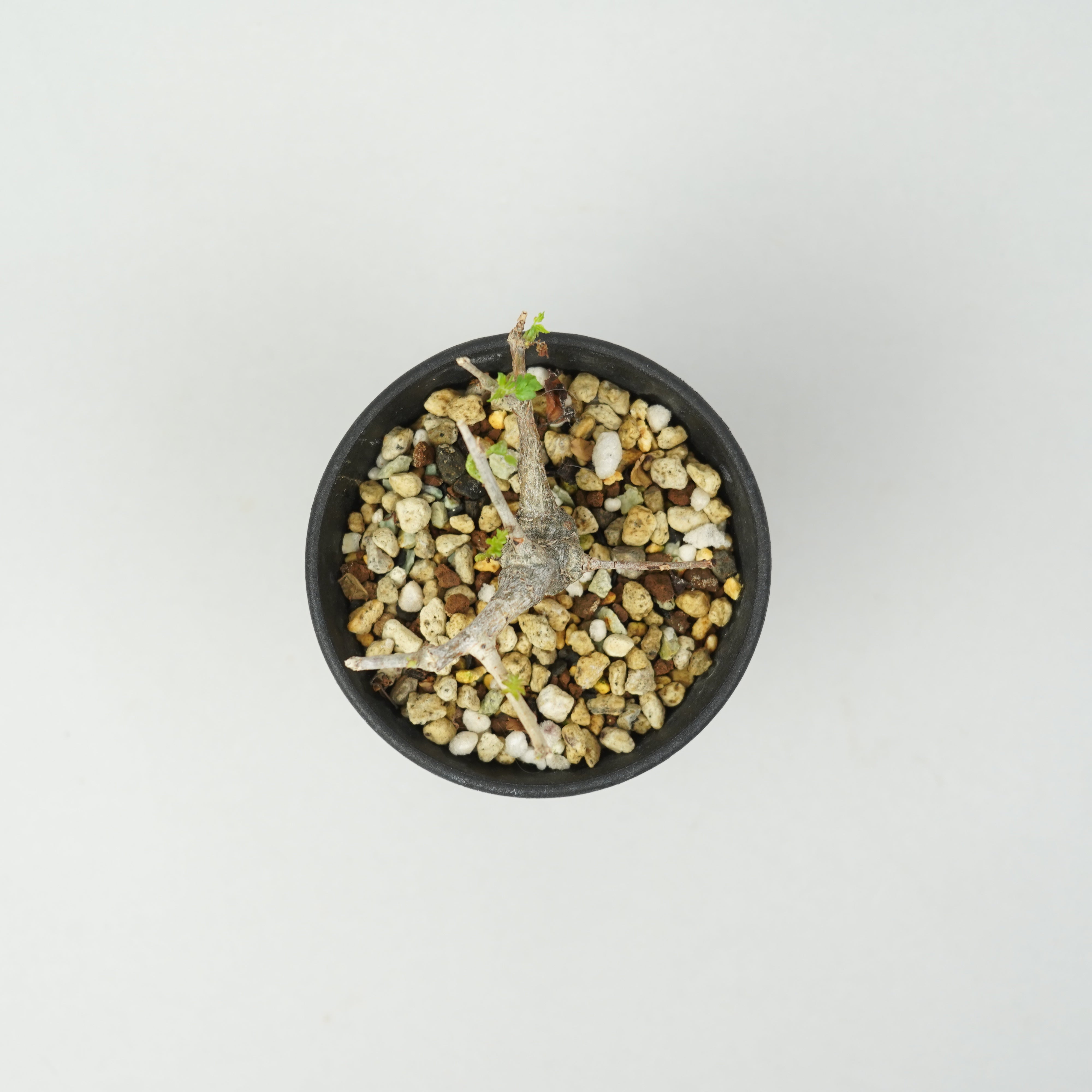 ボスウェリア・ネグレクタ 実生「Boswellia Neglecta seedling」/KB002