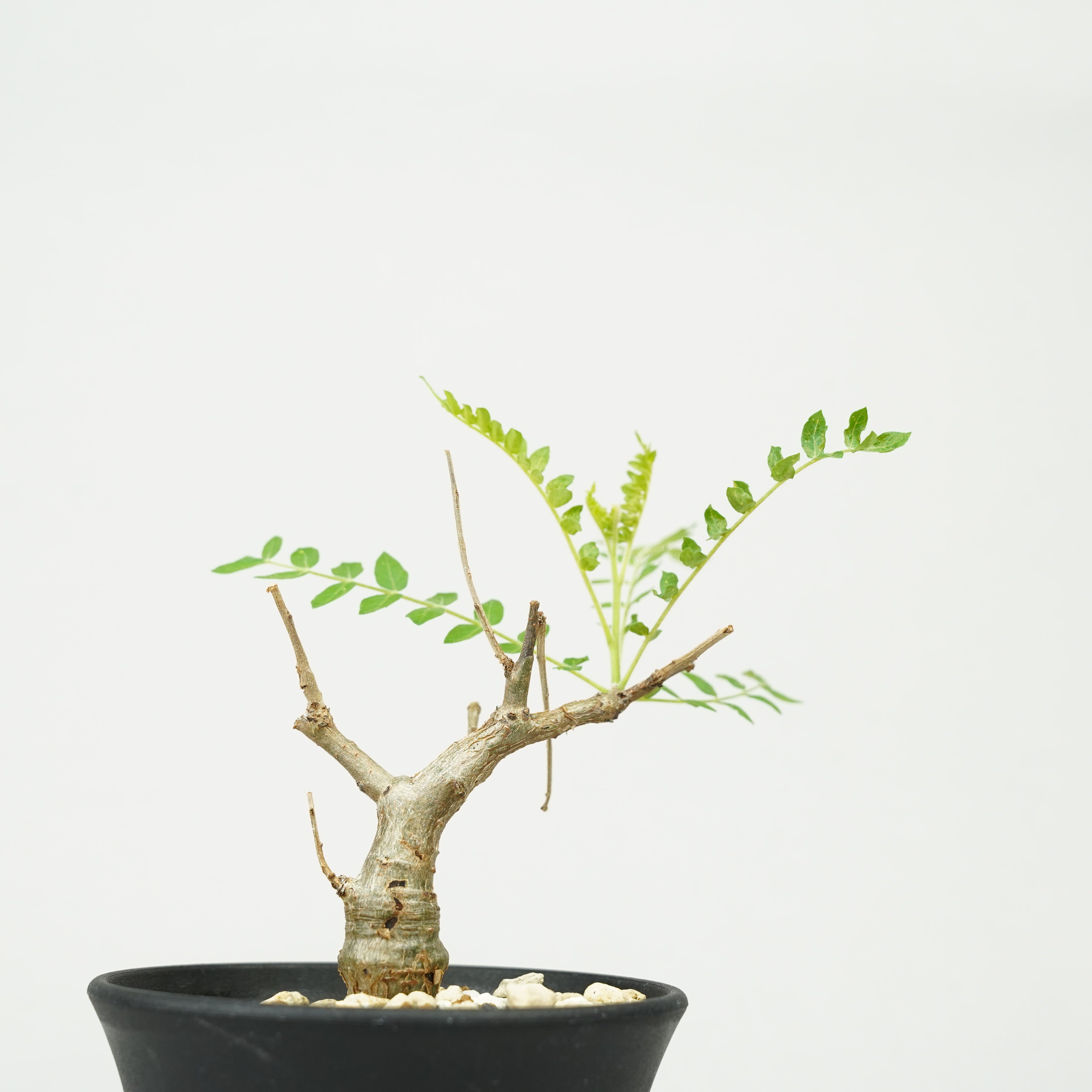 ボスウェリア・ネグレクタ 実生「Boswellia neglecta seedling