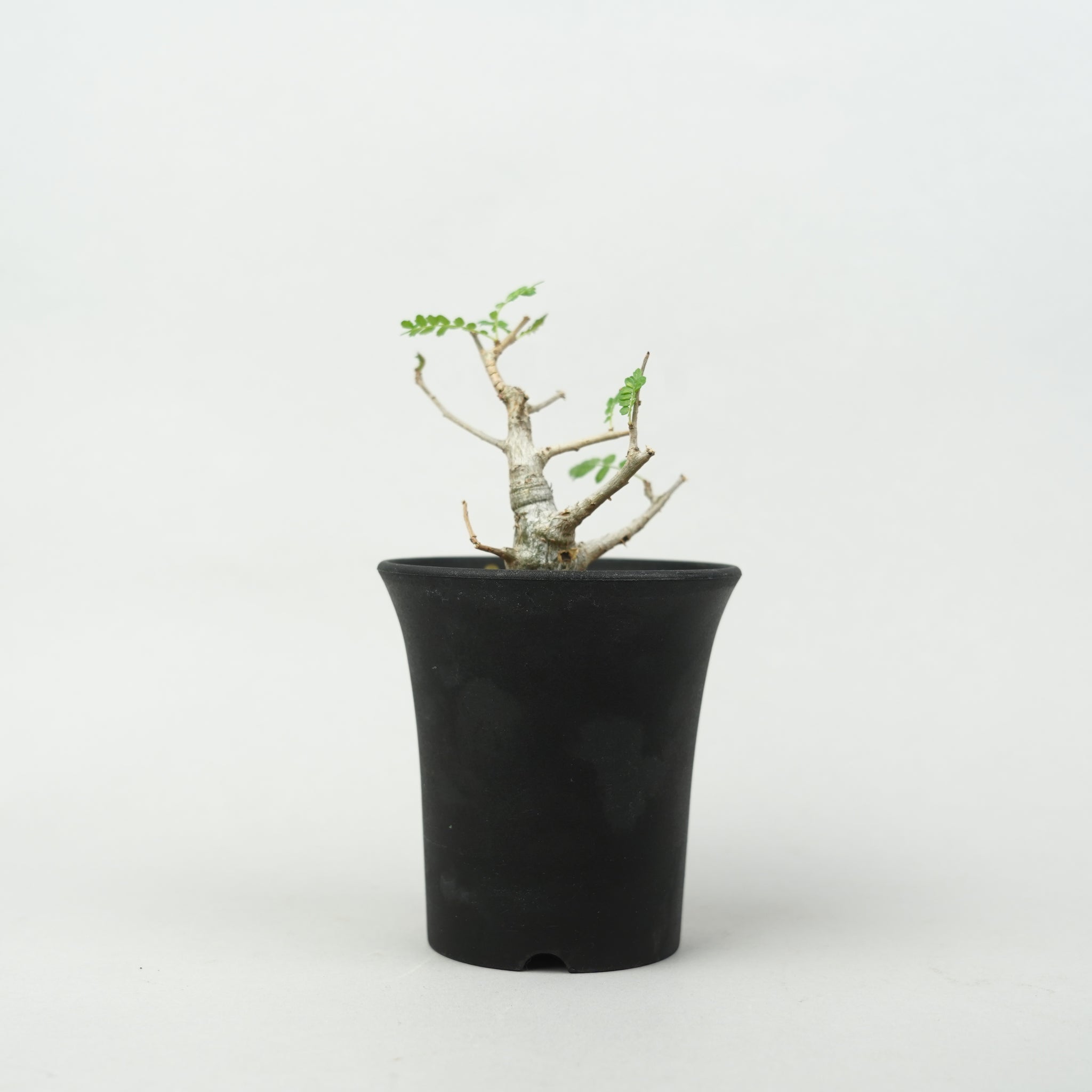 Boswellia neglecta / ボスウェリア ネグレクタ 【公式通販】