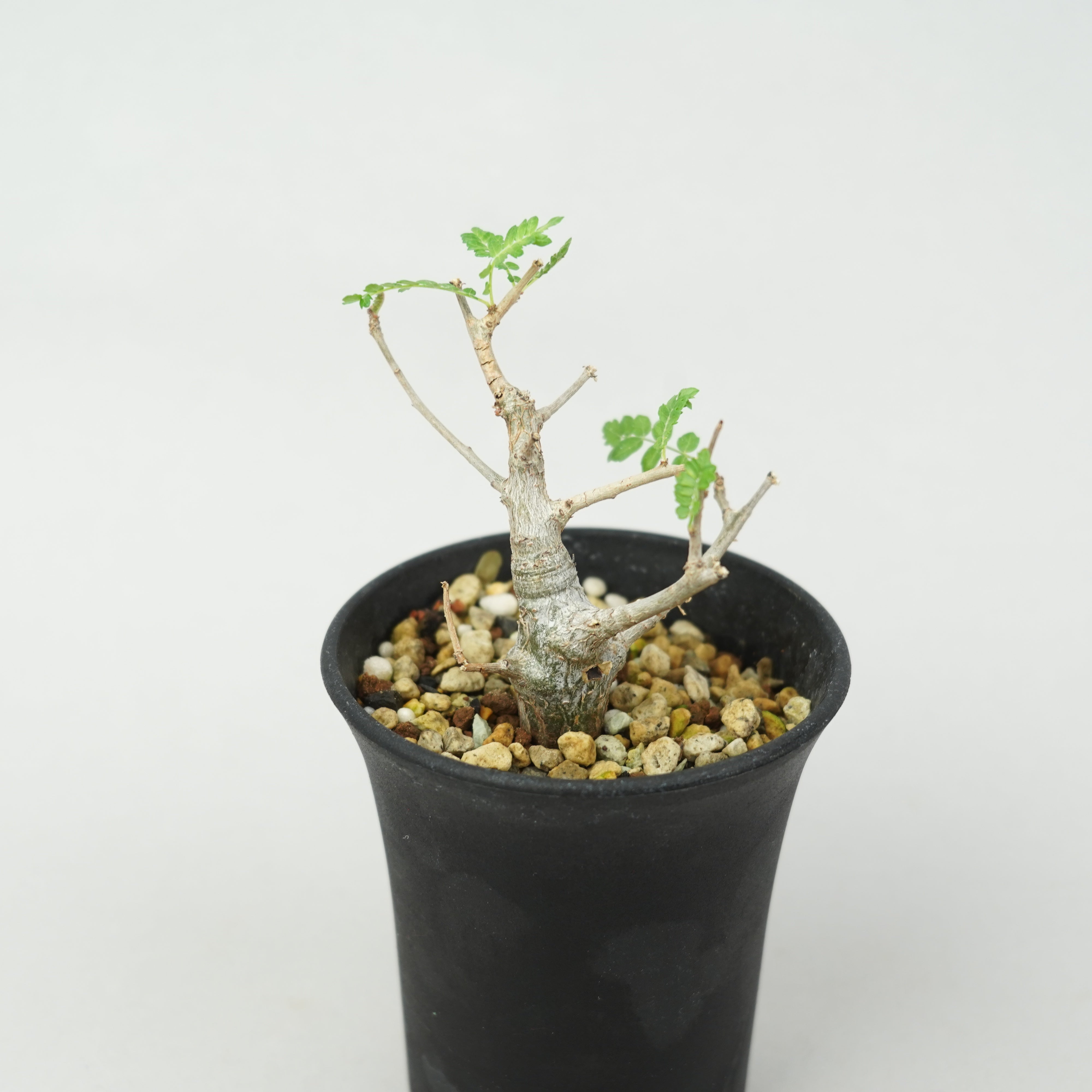 ボスウェリア・ネグレクタ 実生「Boswellia Neglecta seedling