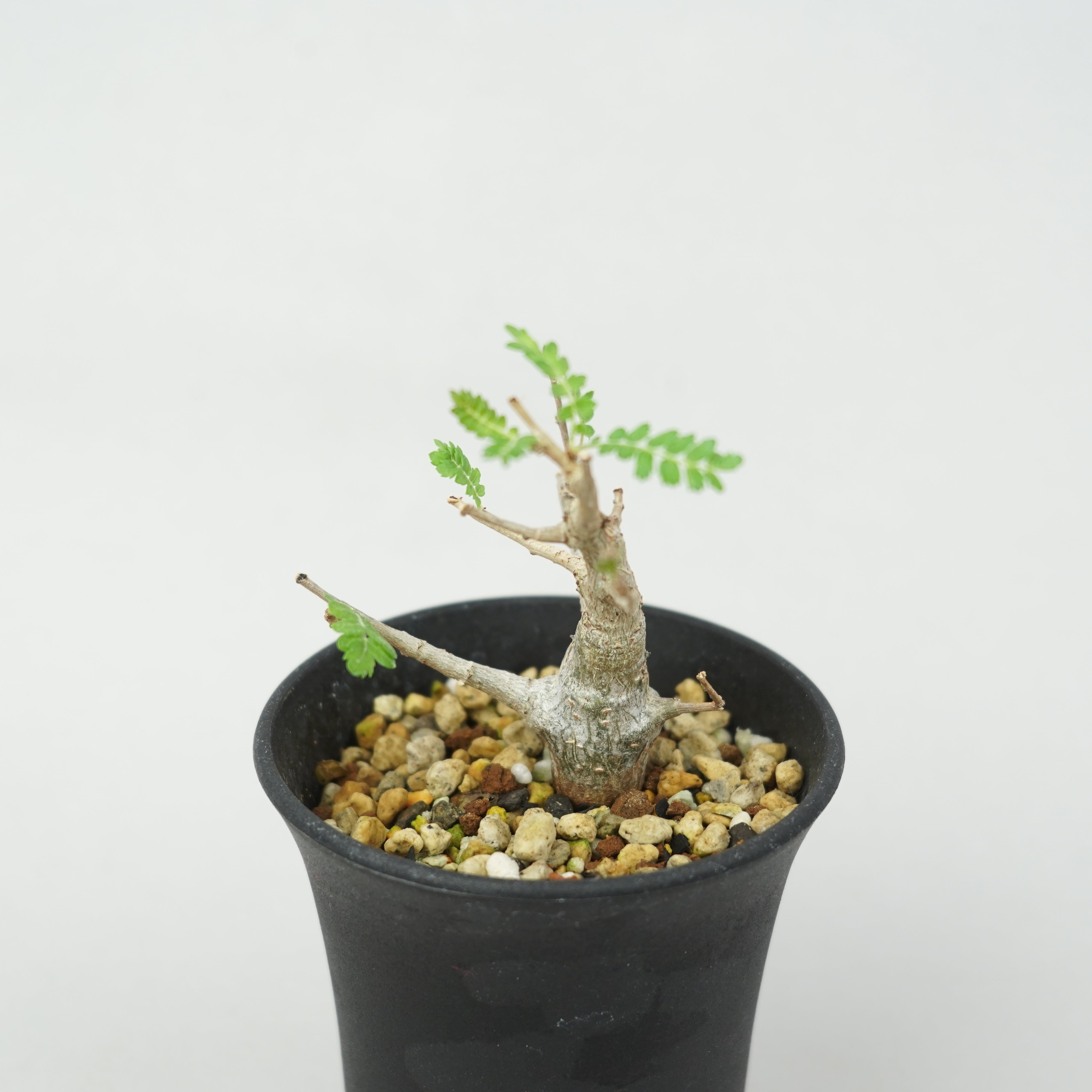 ボスウェリア・ネグレクタ 実生 ボスウェリア・ネグレクタ 実生「Boswellia Neglecta seedling