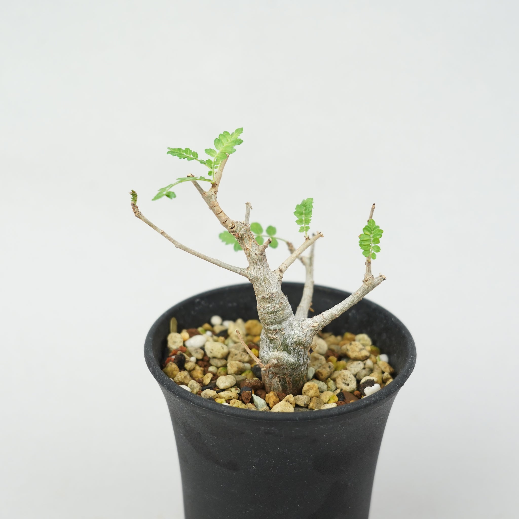 ボスウェリアネグレクタ国内実生/カタチ製作所 ボスウェリア・ネグレクタ 実生「Boswellia Neglecta seedling