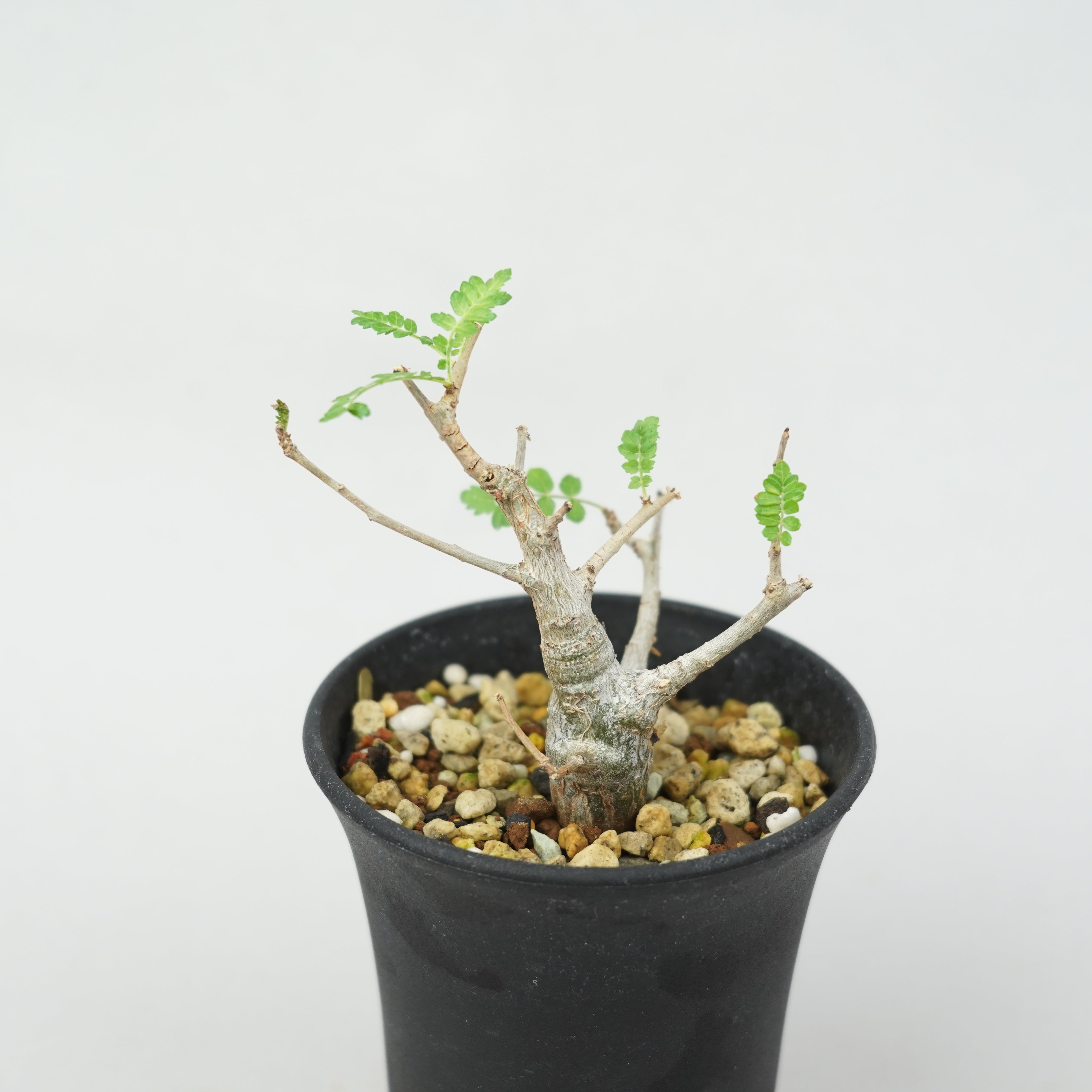 ボスウェリア・ネグレクタ 実生「Boswellia Neglecta seedling
