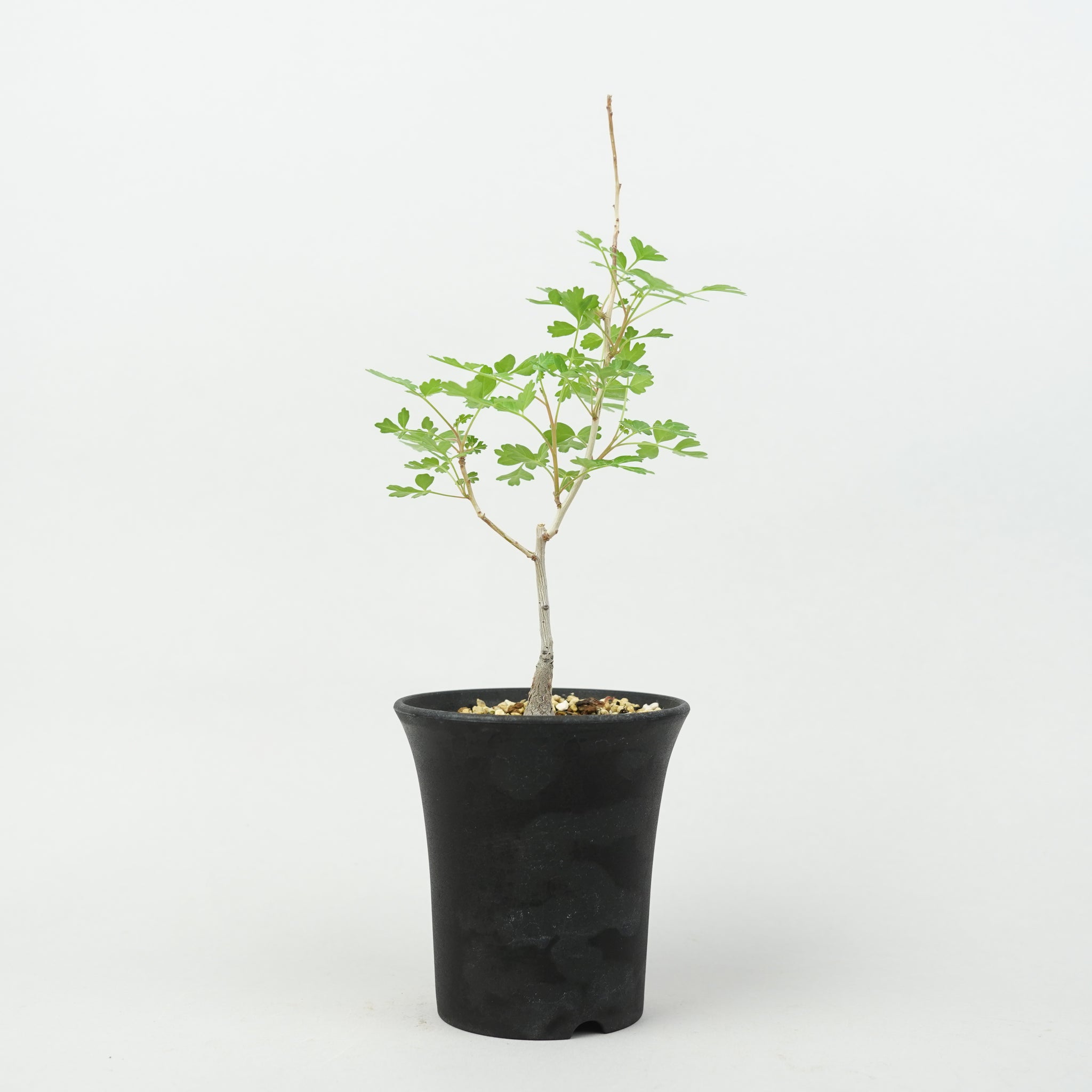 植物/灌木/その他の灌木 – Hachi-8