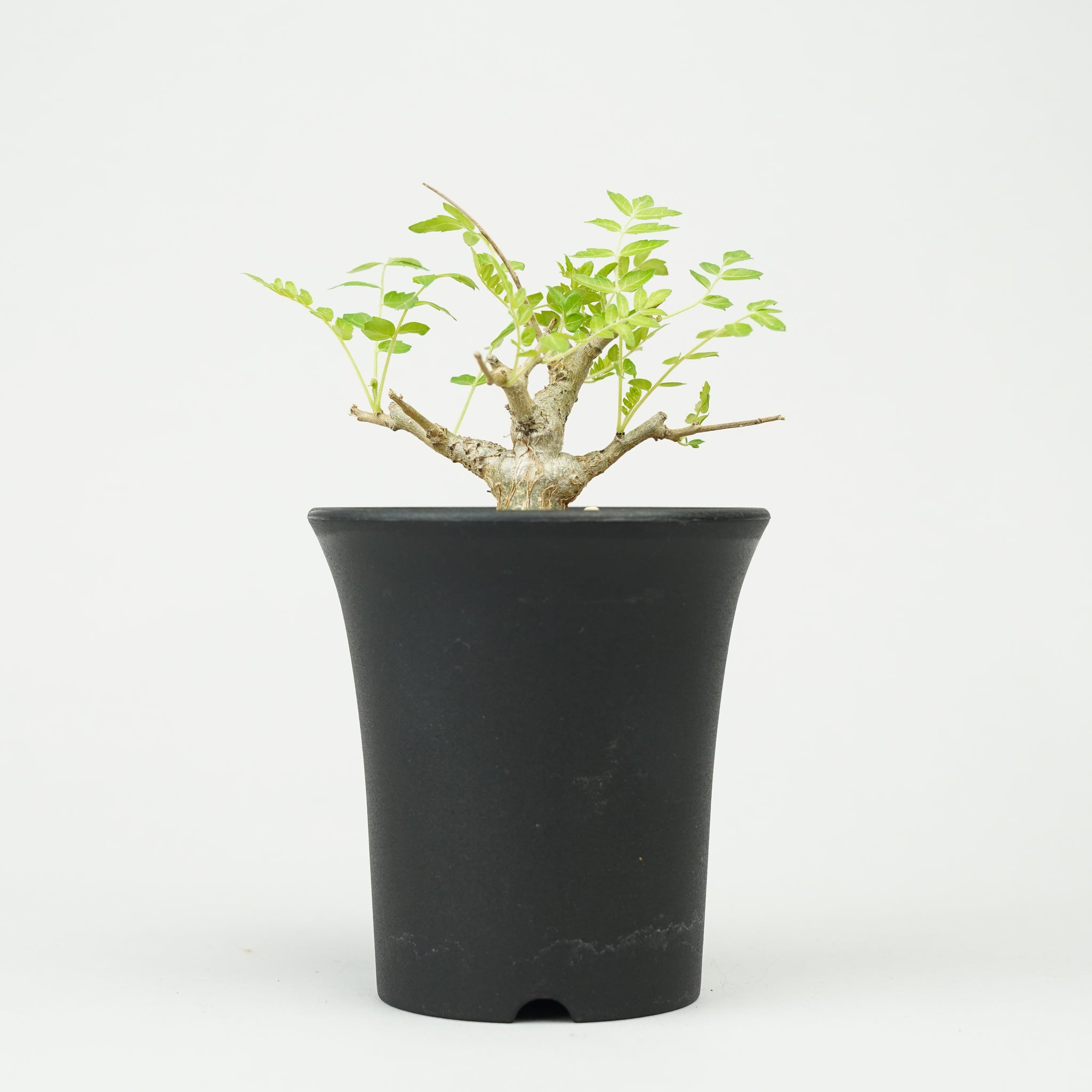 ボスウェリア・ネグレクタ 実生「Boswellia neglecta seedling」/ET1271