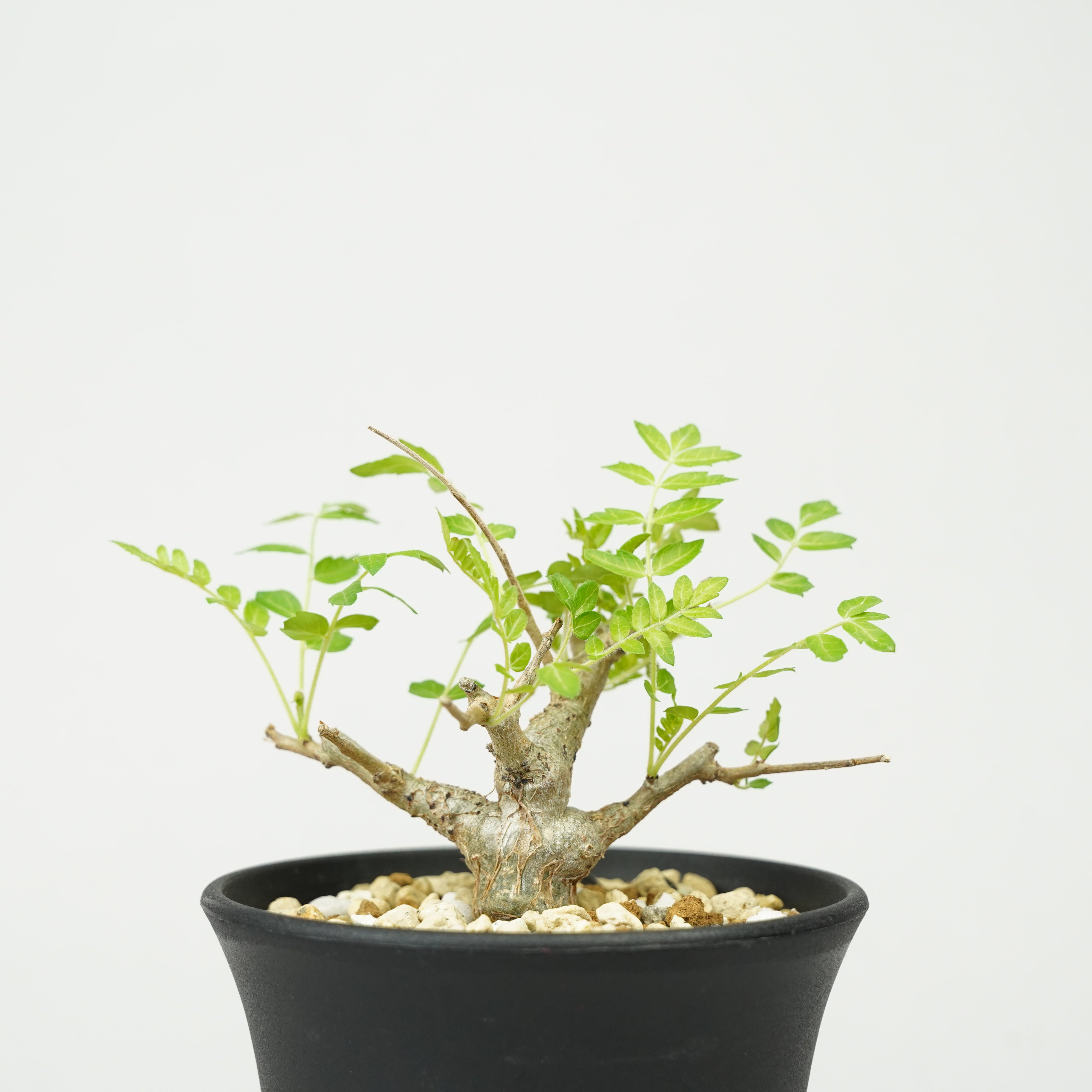 ボスウェリア・ネグレクタ 実生「Boswellia neglecta seedling