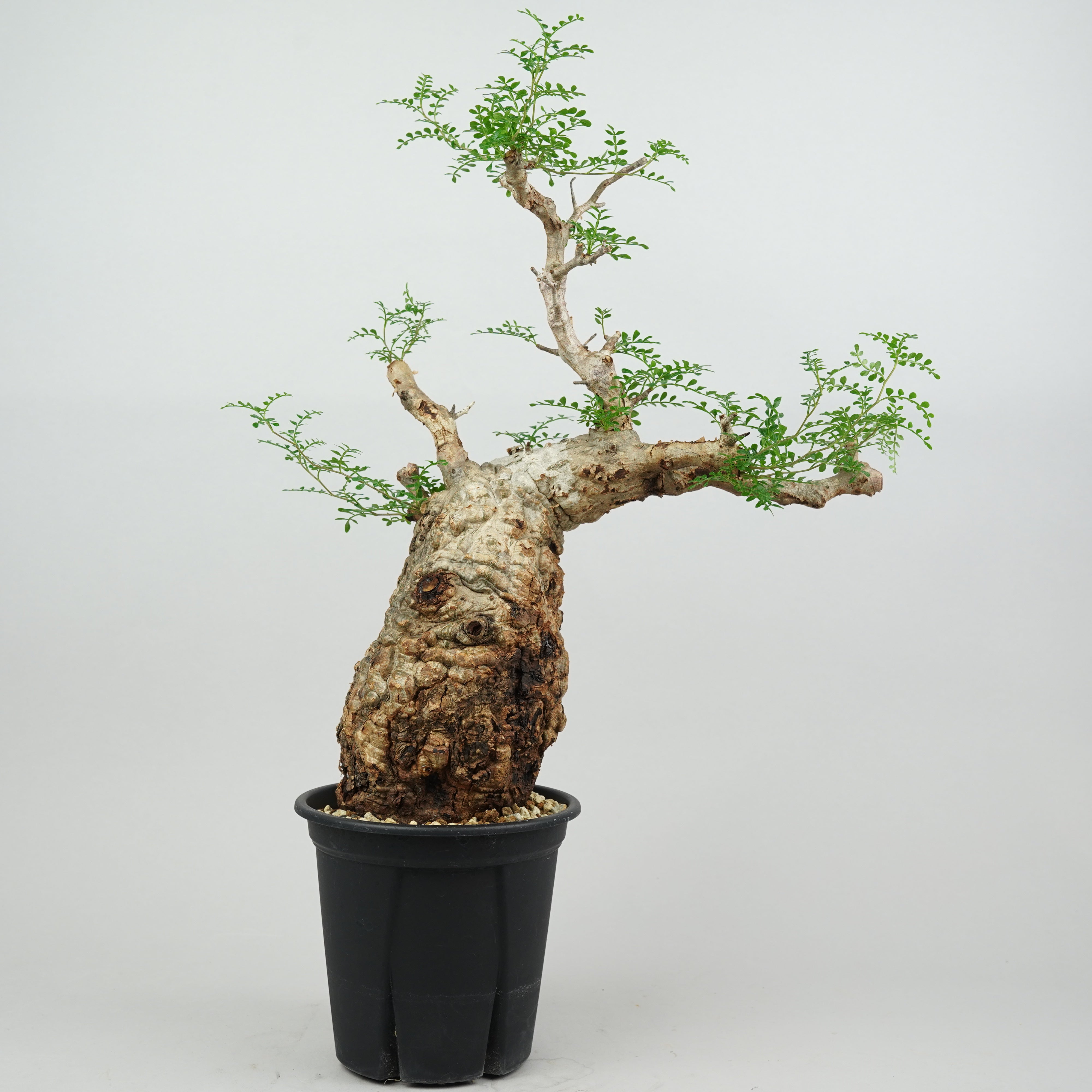 【実生4年目】オペルクリカリア　パキプス　一本立ち仕上げ　鉢ごと発送 鉢のまま発送】オペルクリカリア・パキプス 実生4年目】オペル