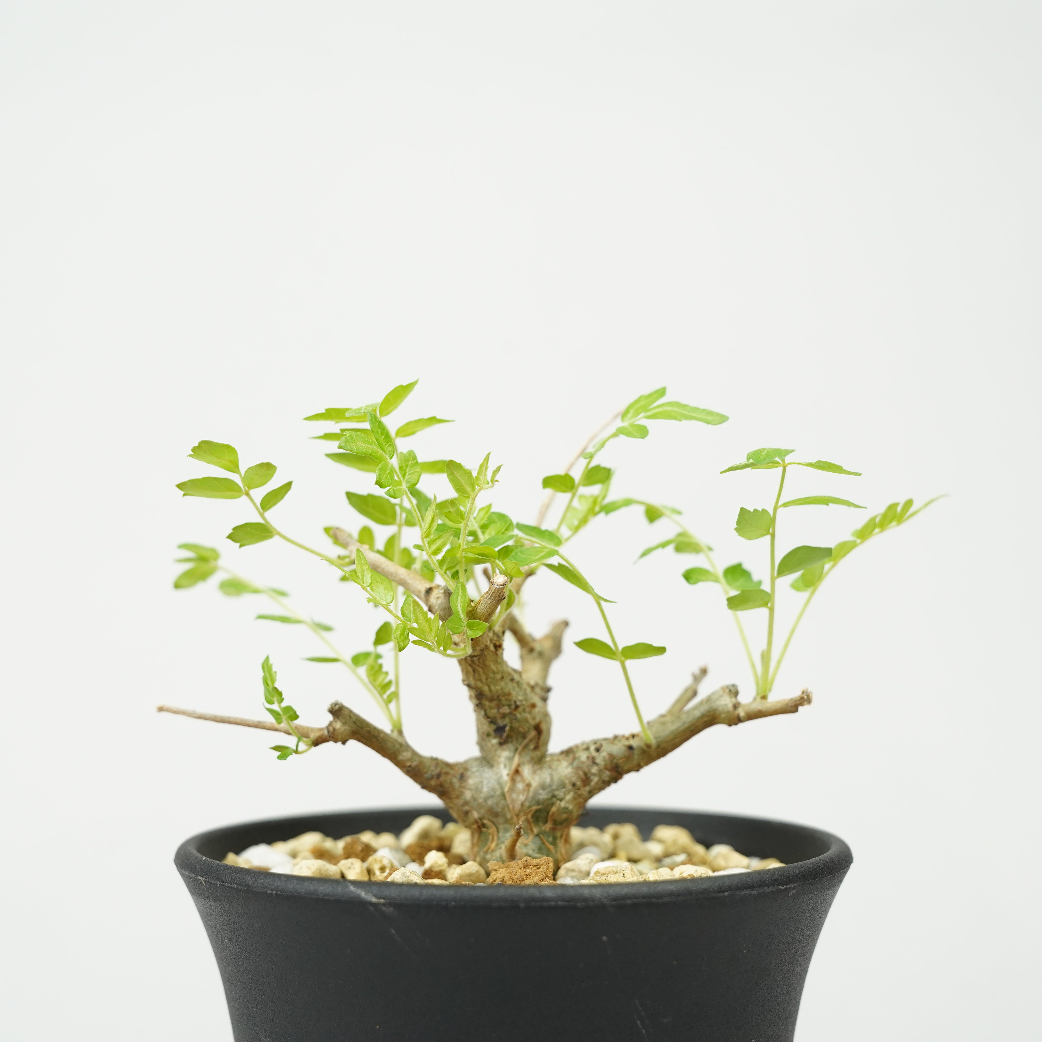 ボスウェリア・ネグレクタ 実生「Boswellia neglecta seedling