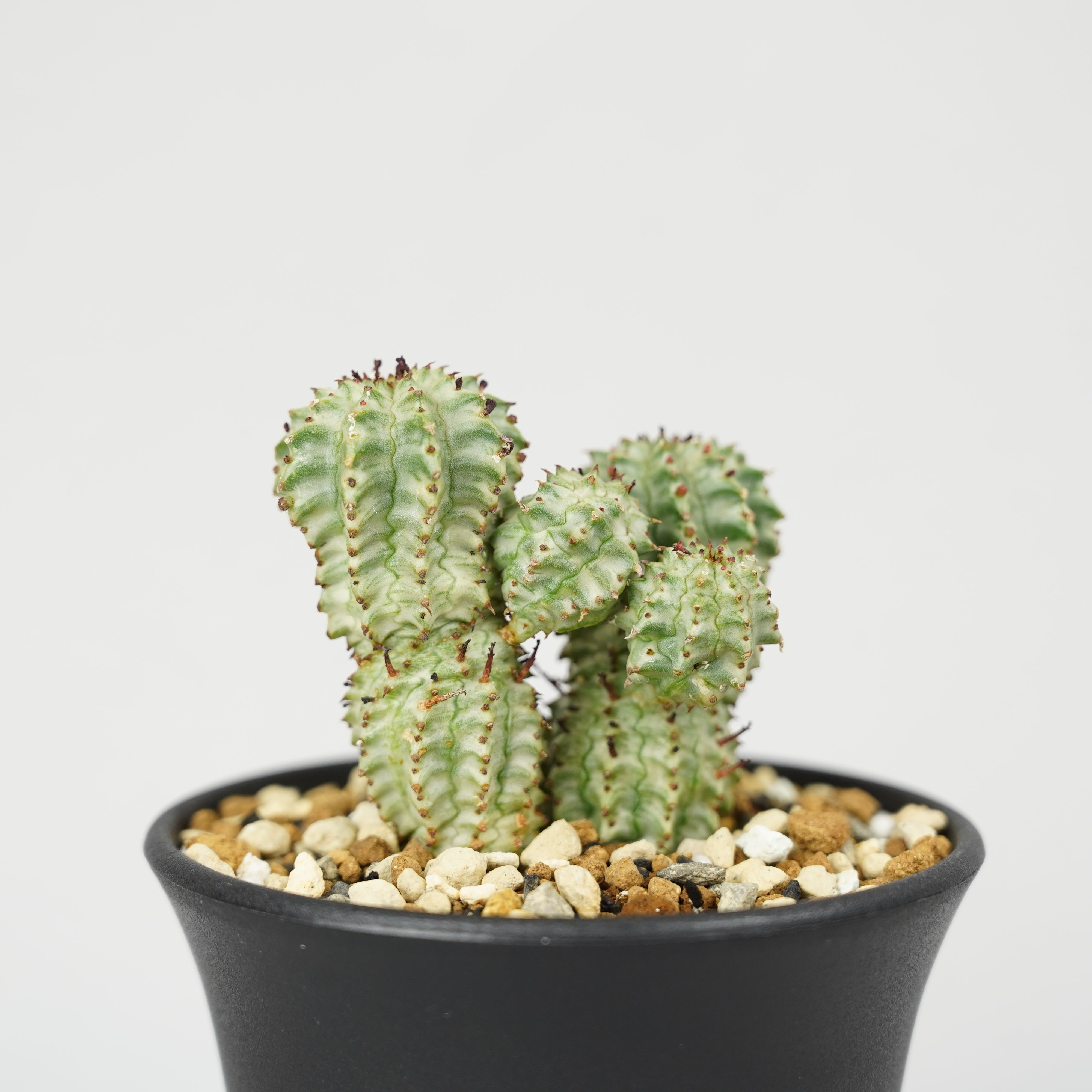 Euphorbia caloderma ユーフォルビア Euphorbia clavarioides 飛頭蛮 タコが好き😆💕 少しだけ土曜日