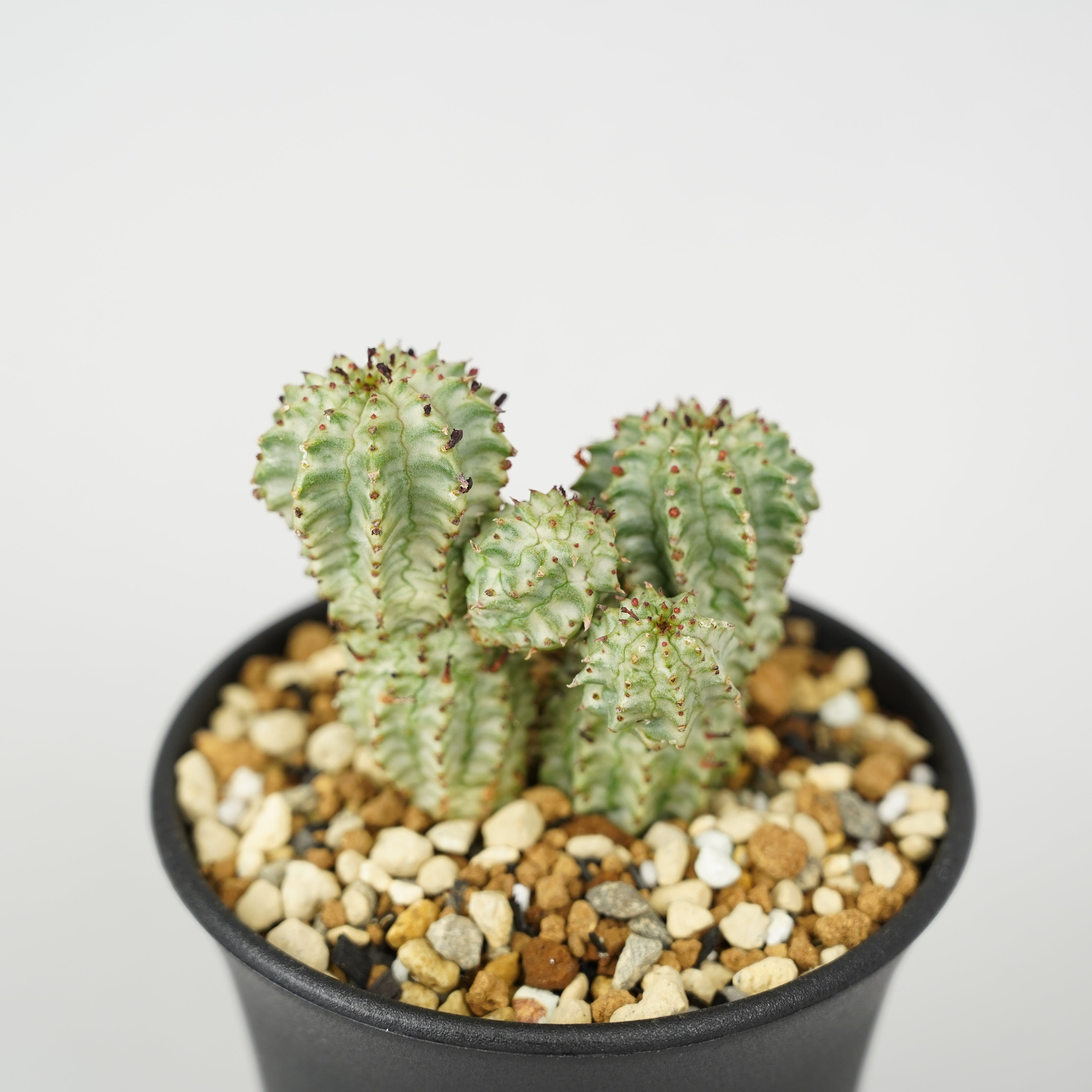 ユーフォルビア・ペルドルシアナ 斑入り「Euphorbia perdorsiana