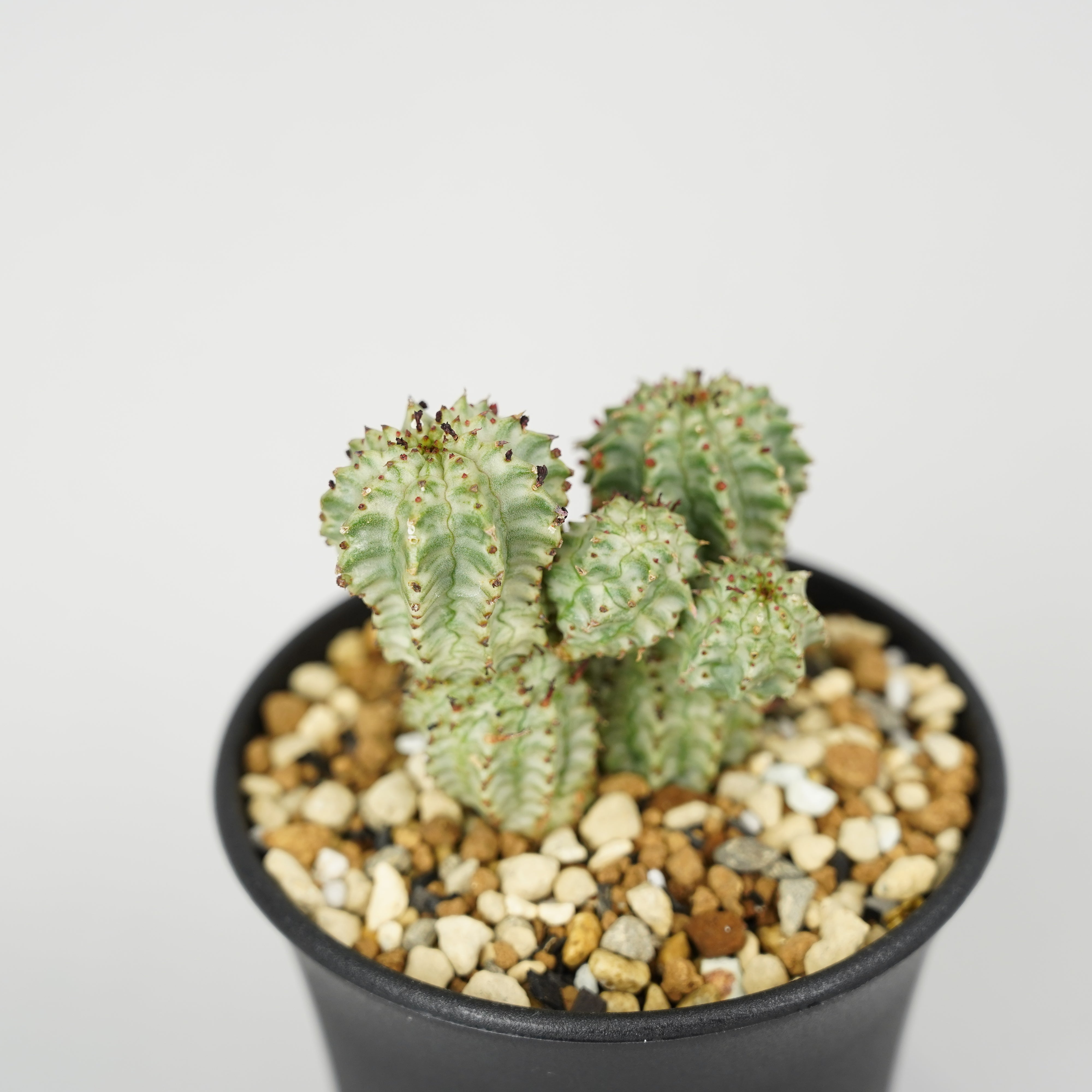 ユーフォルビア・ペルドルシアナ 斑入り「Euphorbia perdorsiana