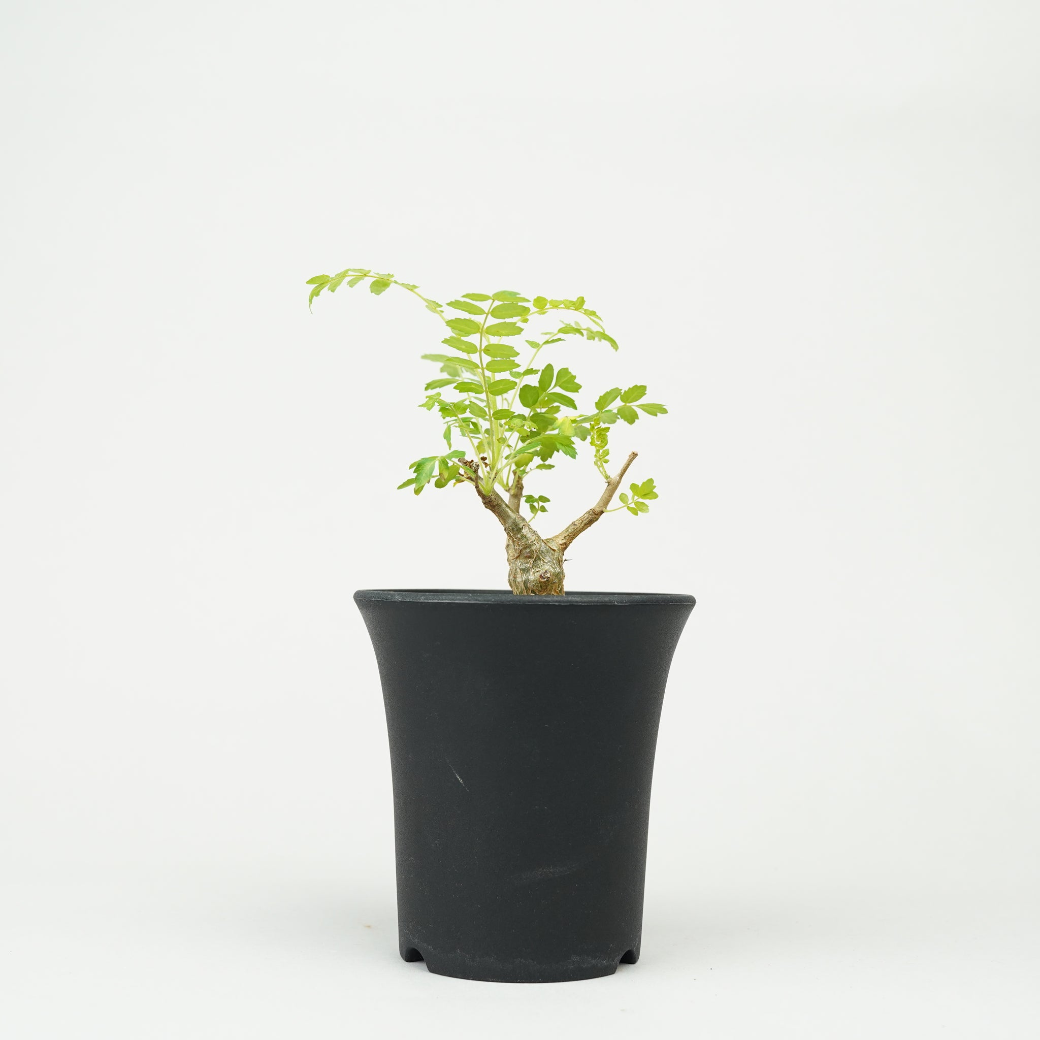 ボスウェリア・ネグレクタ 実生「Boswellia neglecta seedling」/ET1207