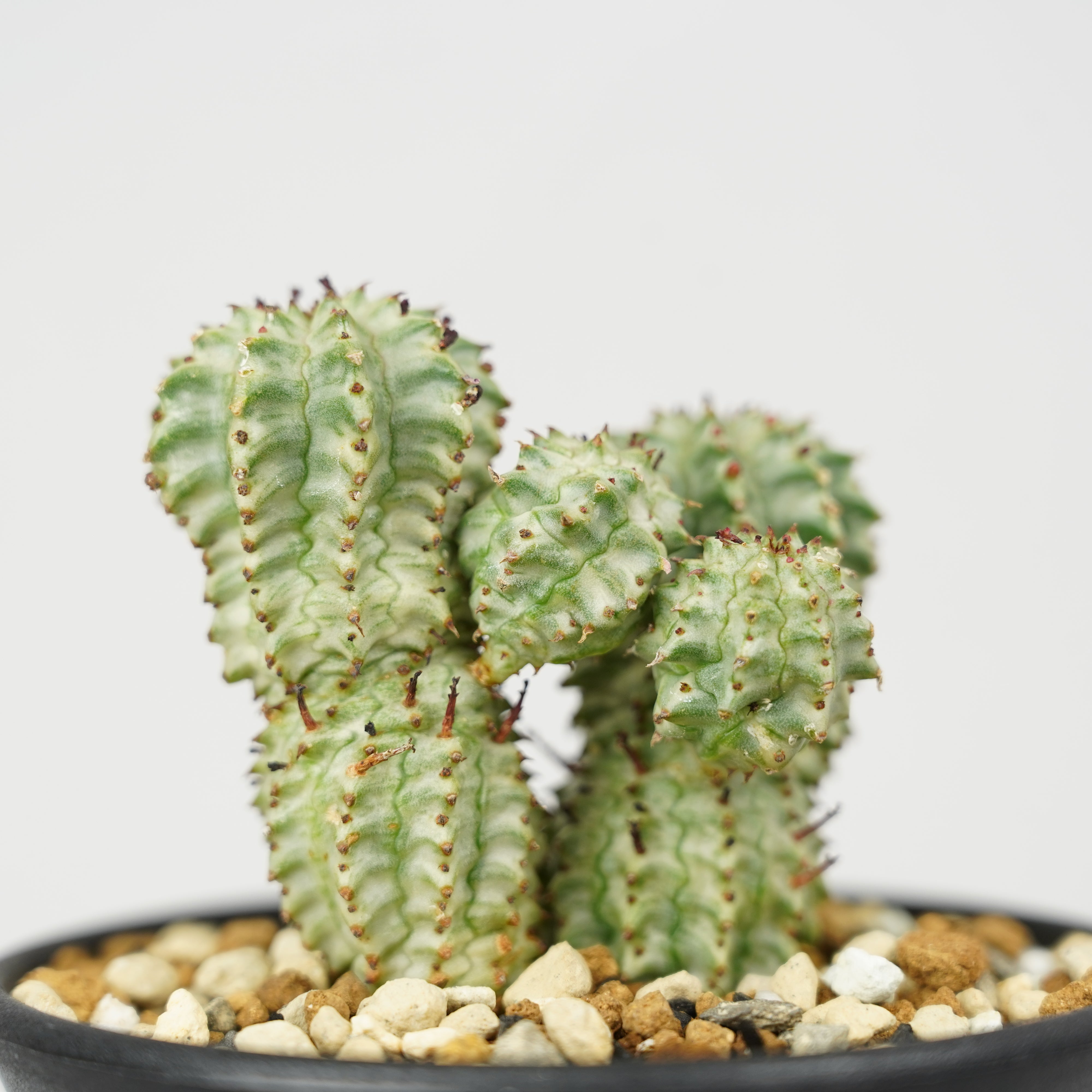 ②ユーフォルビア　ルディス DSC00216_103aeef8-0013-43a0-