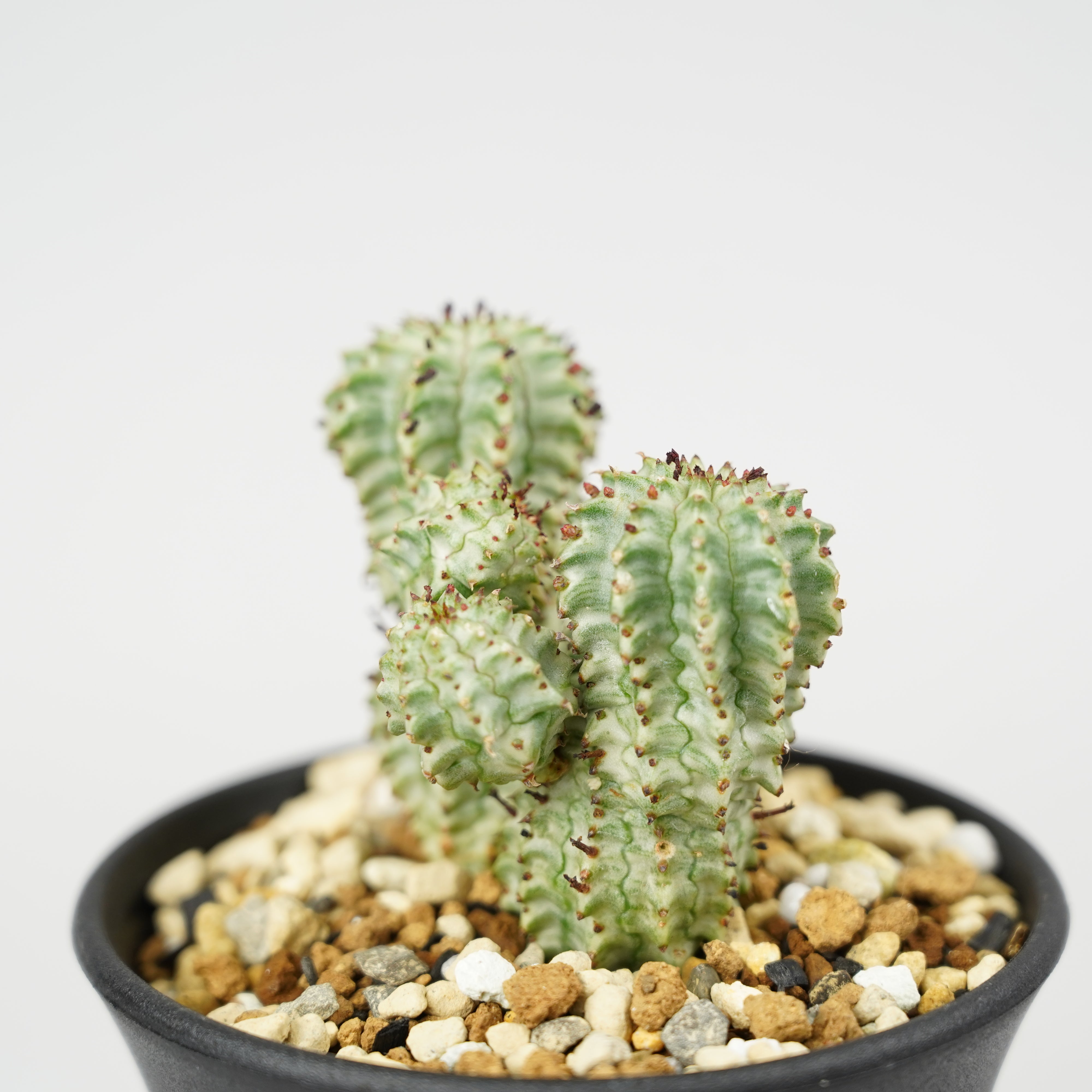 新種【海外実生】ユーフォルビア・エムウィラ/Euphorbia Mwila➁ 新種【海外実生】ユーフォルビア・エムウィラ/Euphorbia Mwila➁