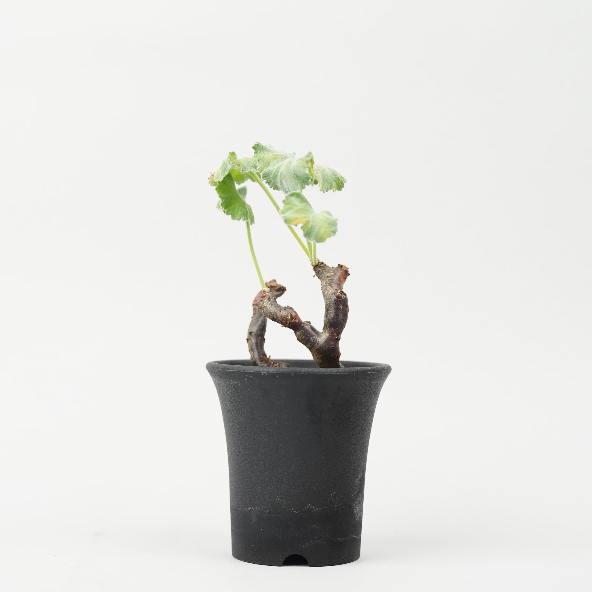 ペラルゴニウム ミラビレ Pelargonium mirabile/PL0053