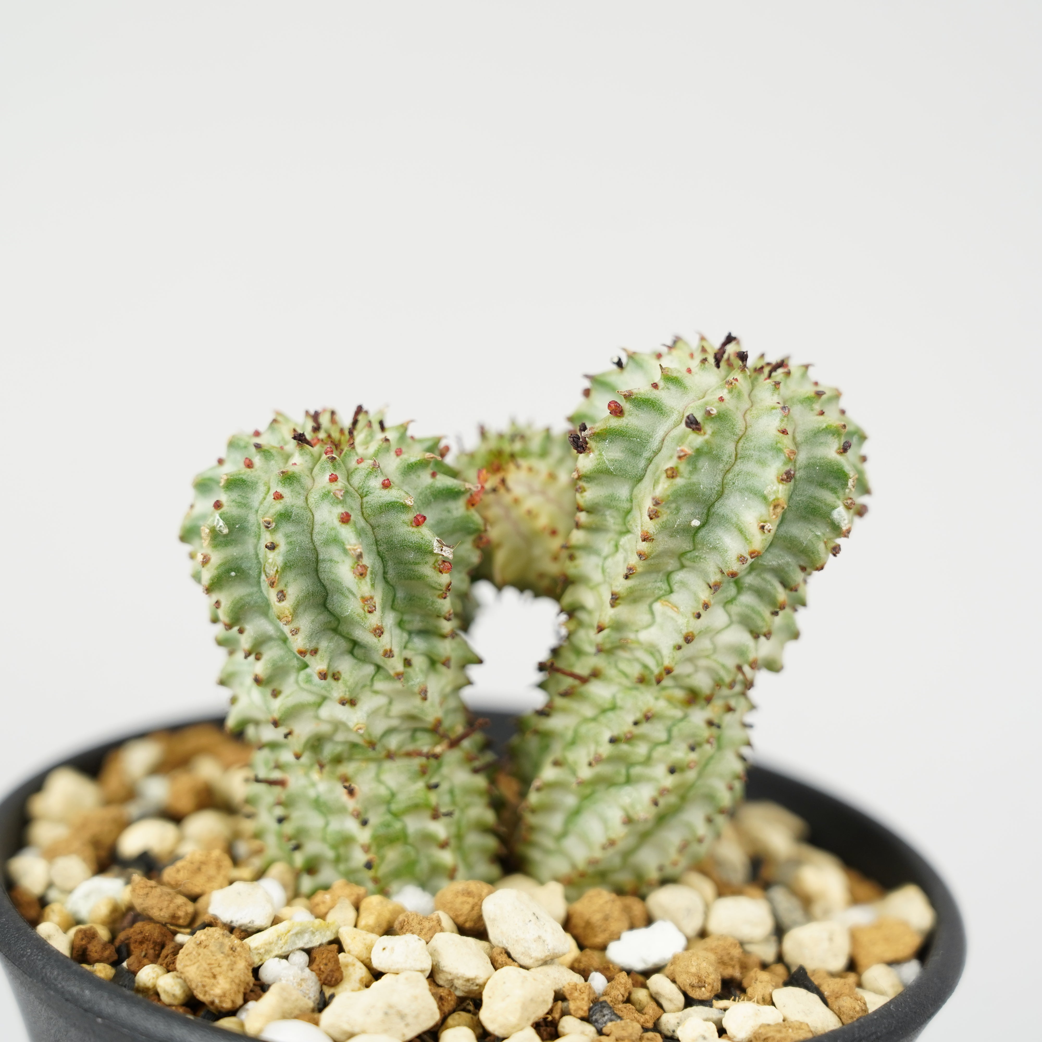 ユーフォルビア・ペルドルシアナ 斑入り「Euphorbia perdorsiana