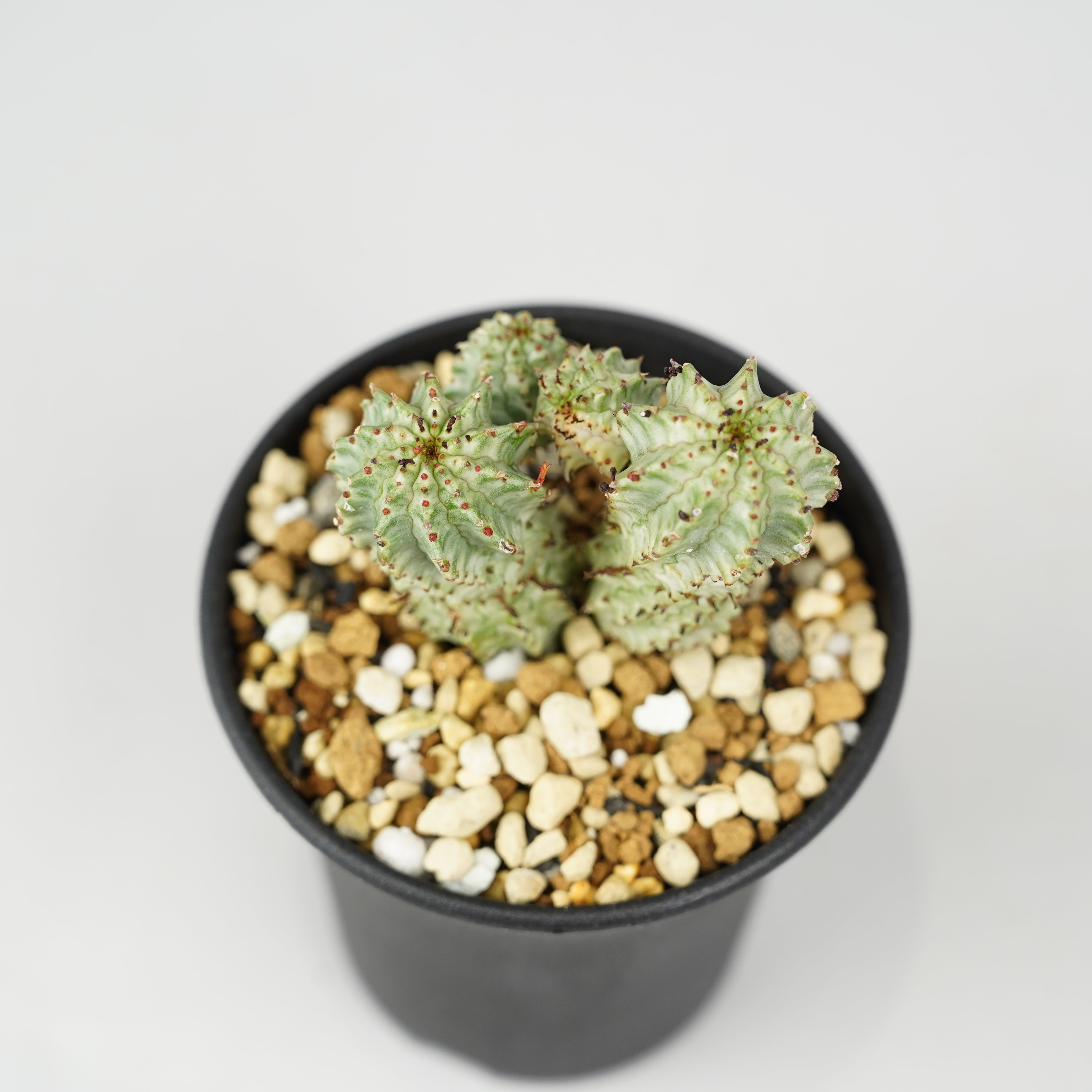 ユーフォルビア・ペルドルシアナ 斑入り「Euphorbia perdorsiana