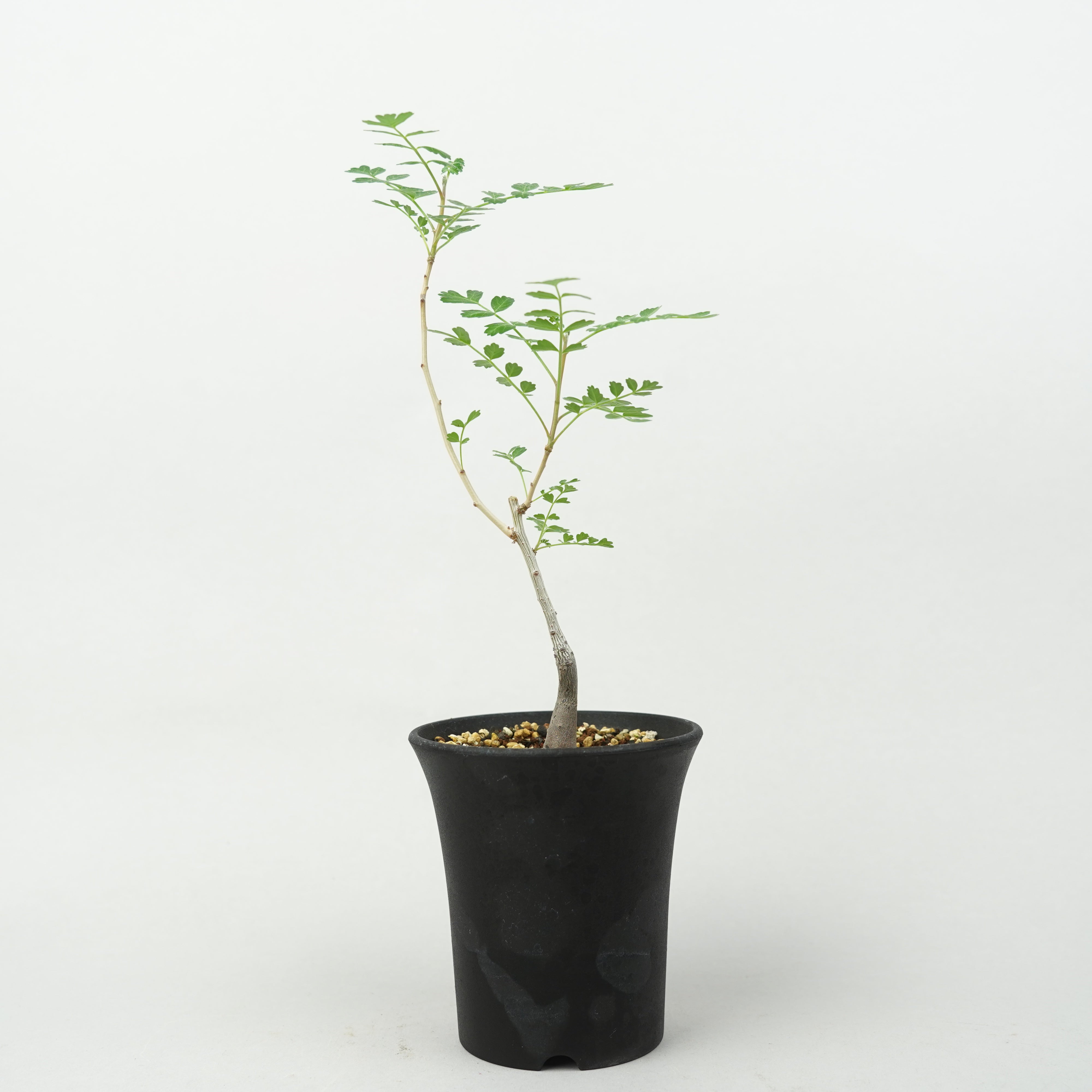 植物/灌木/その他の灌木 – Hachi-8