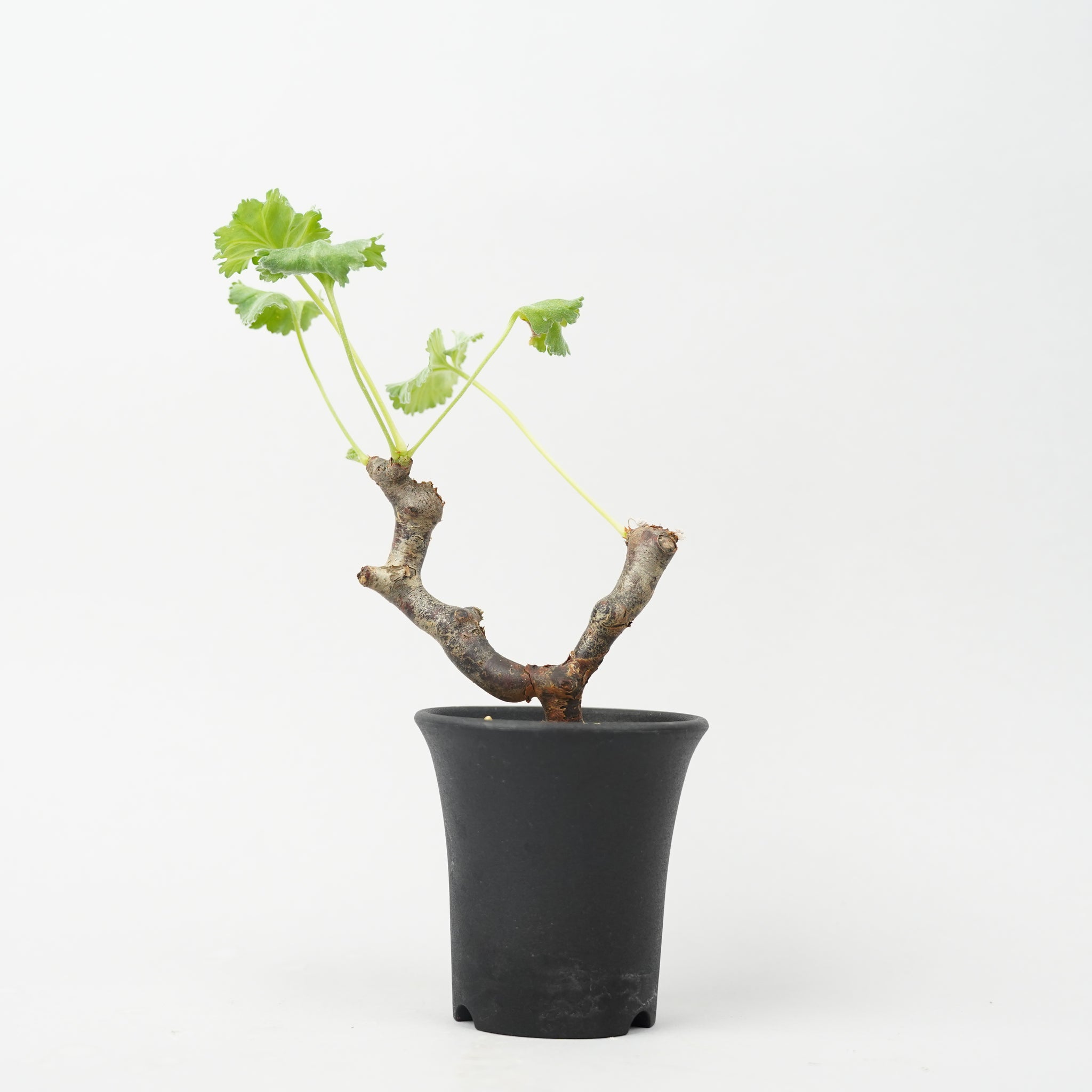 ペラルゴニウム ミラビレ Pelargonium mirabile/PL0068