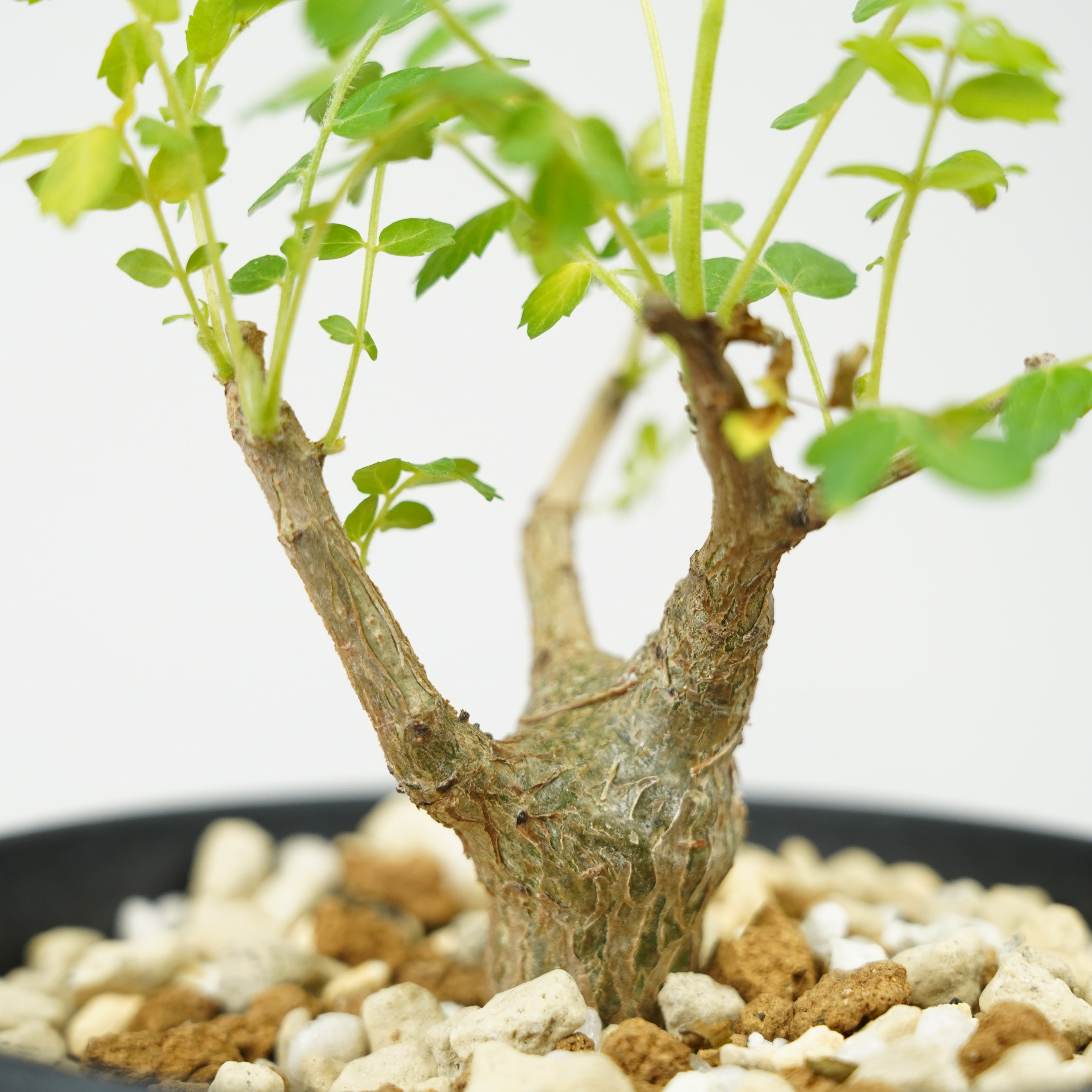 ボスウェリア・ネグレクタ 実生「Boswellia neglecta seedling