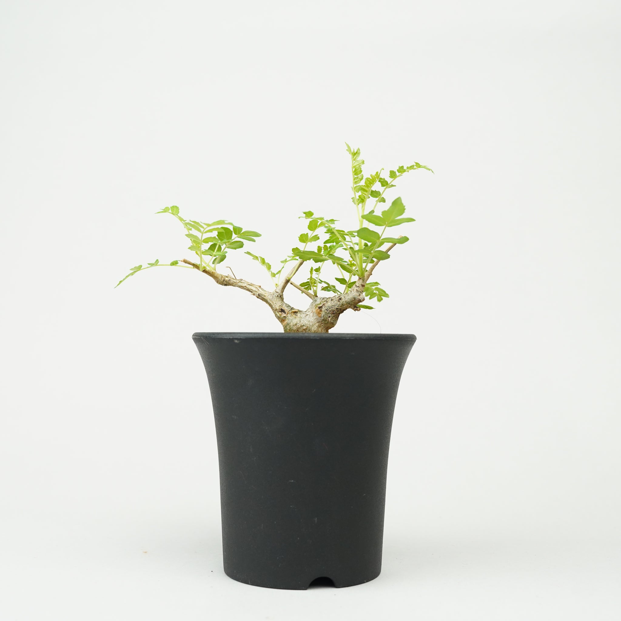 ボスウェリア・ネグレクタ 実生「Boswellia neglecta seedling」/ET1210