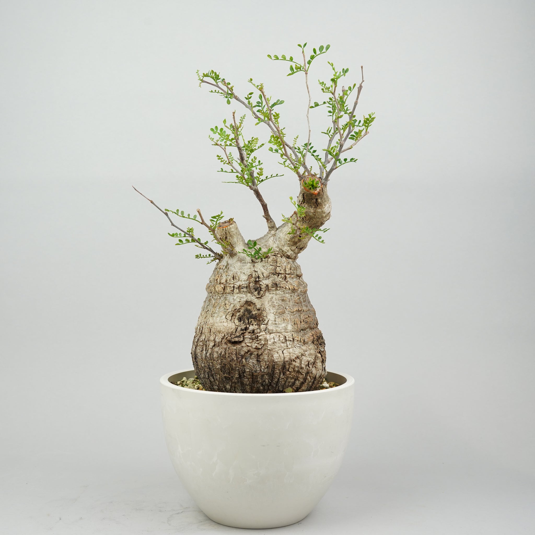 HACHI-8公式】オペルクリカリアパキプス -Operculicarya