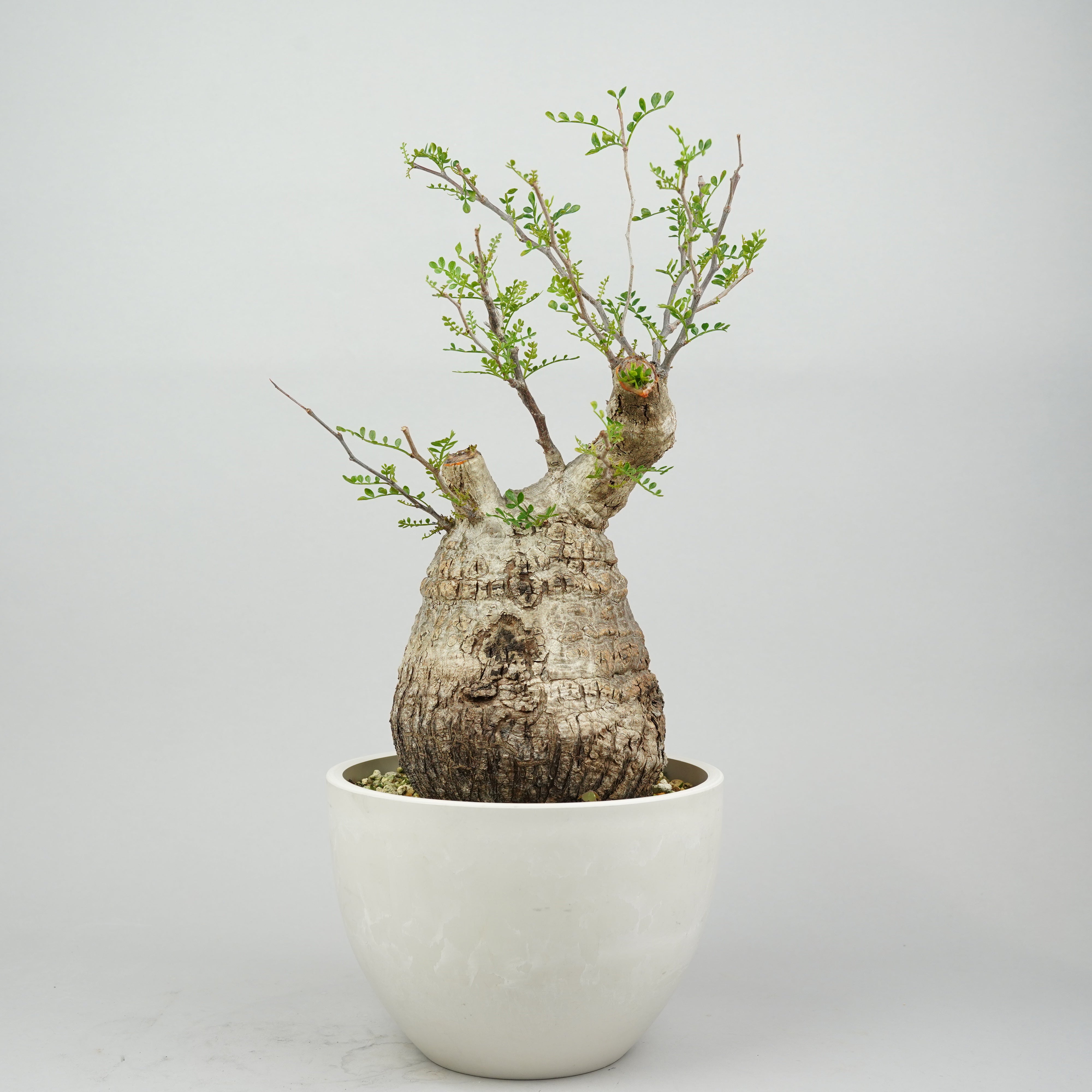 オペルクリカリア・パキプス2025-01 オペルクリカリア・パキプス2025-01 オペルクリカリア・パキプス