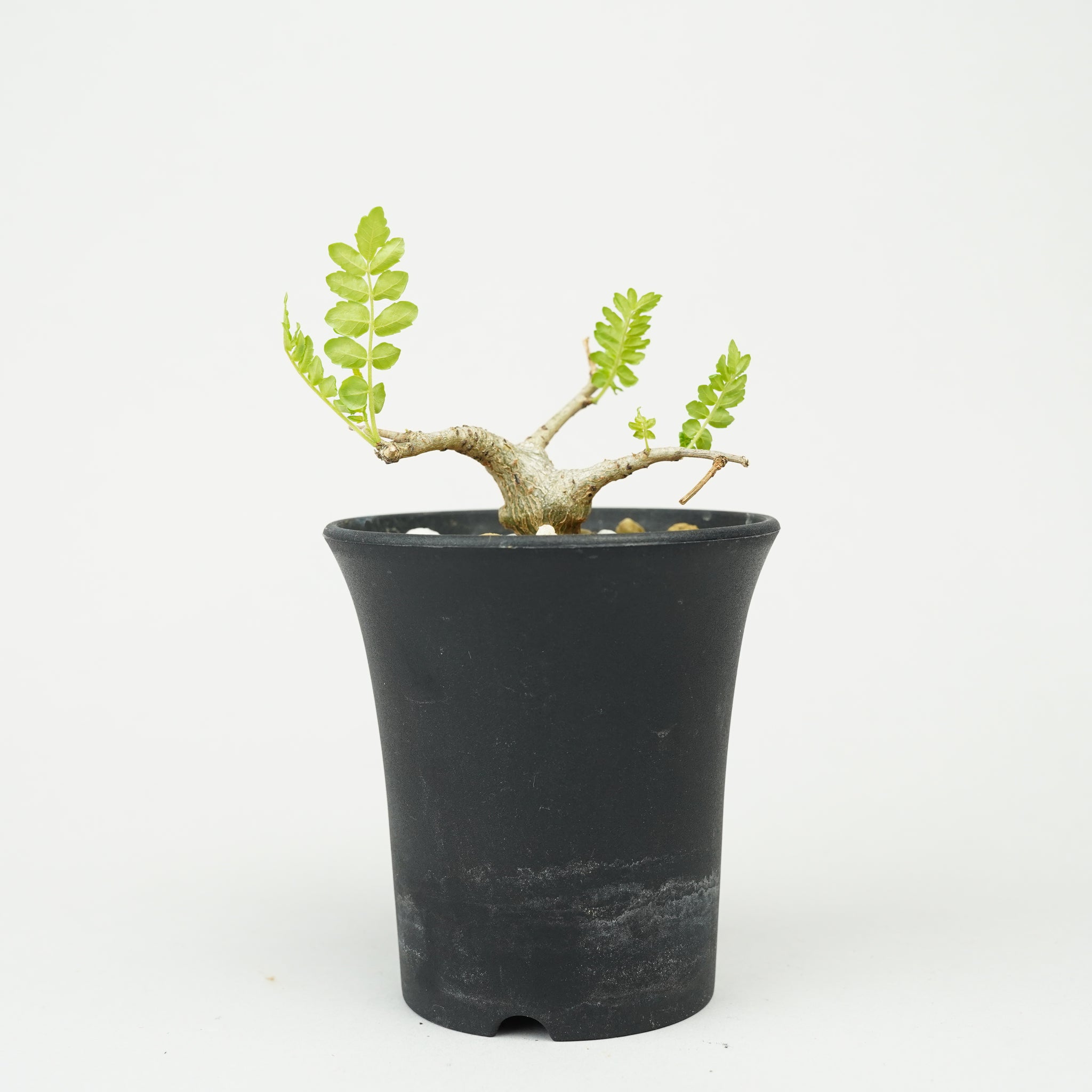 ボスウェリア・ネグレクタ 実生「Boswellia neglecta seedling」/ET1270
