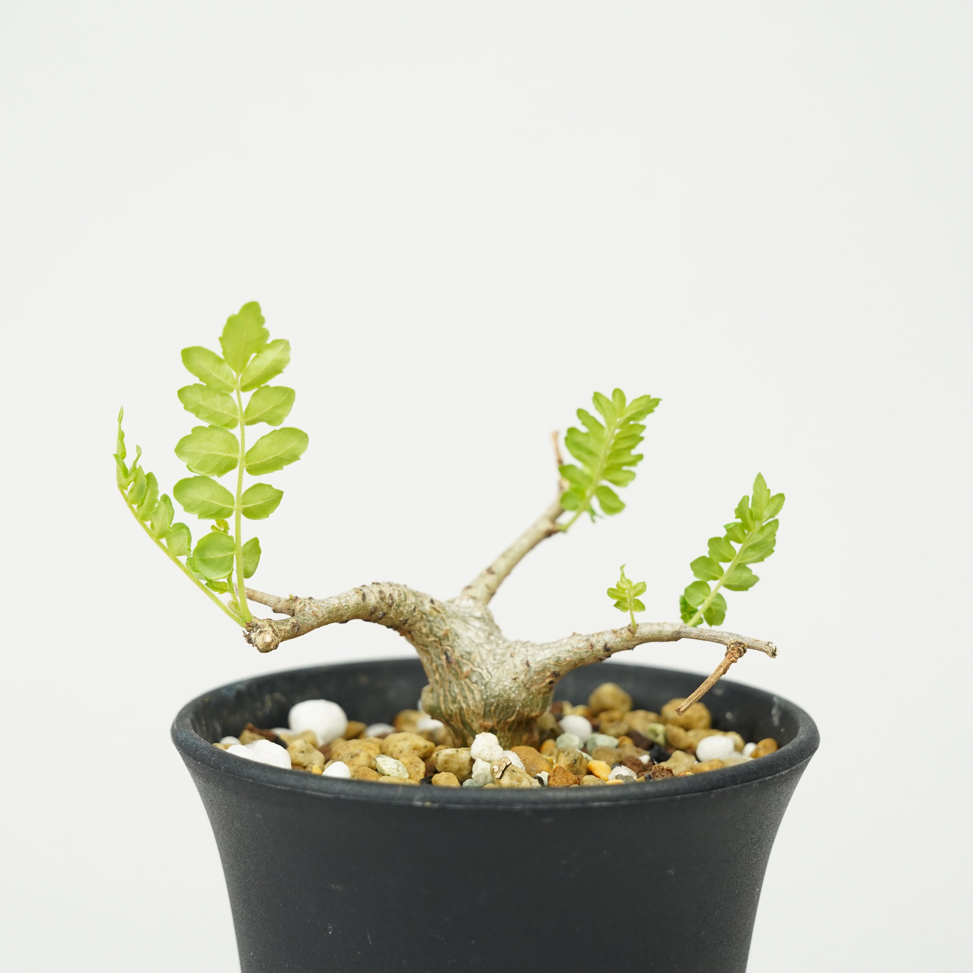 【実生】ボスウェリア ネグレクタ plants250606v64-247x296.jpg