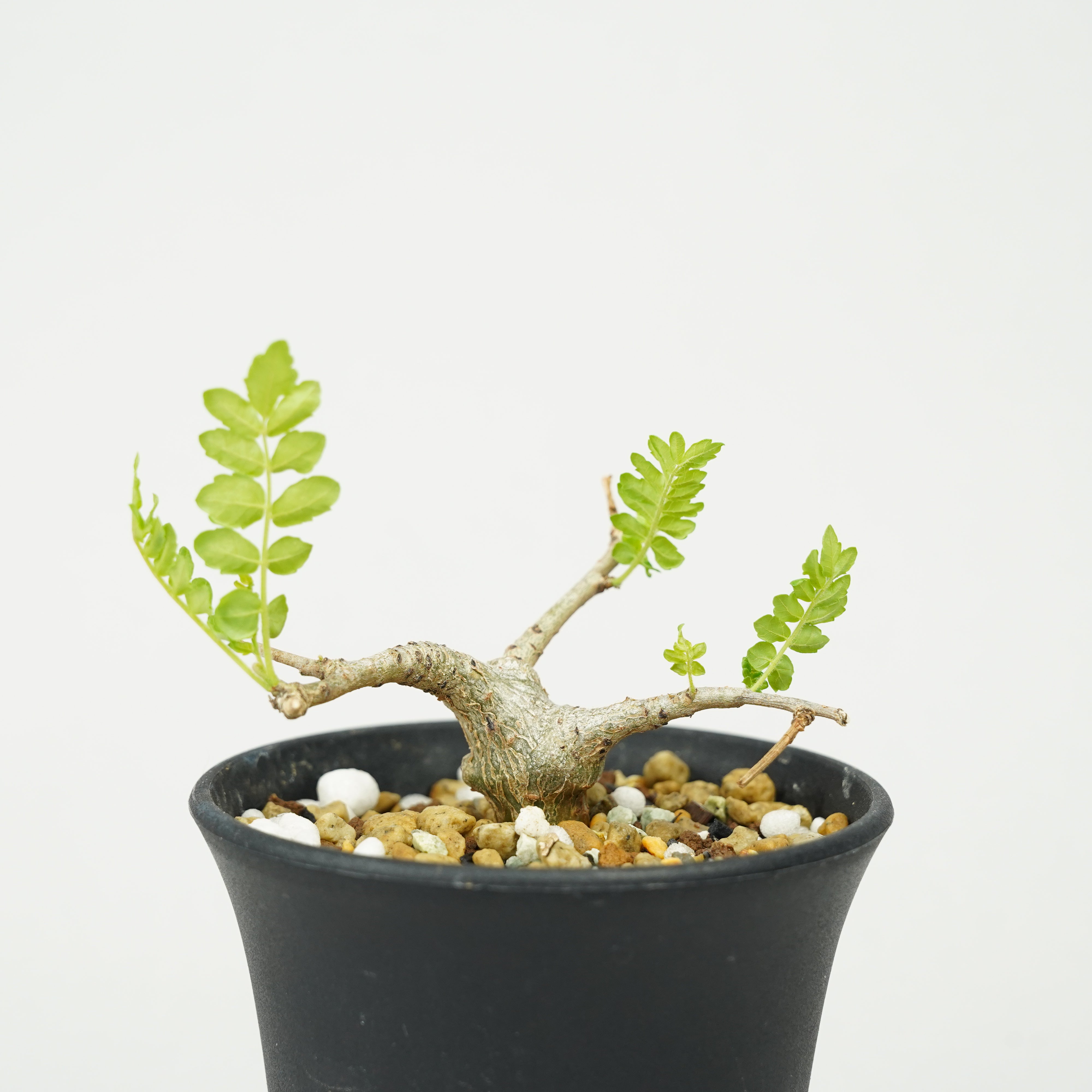 ボスウェリア・ネグレクタ 実生「Boswellia neglecta seedling