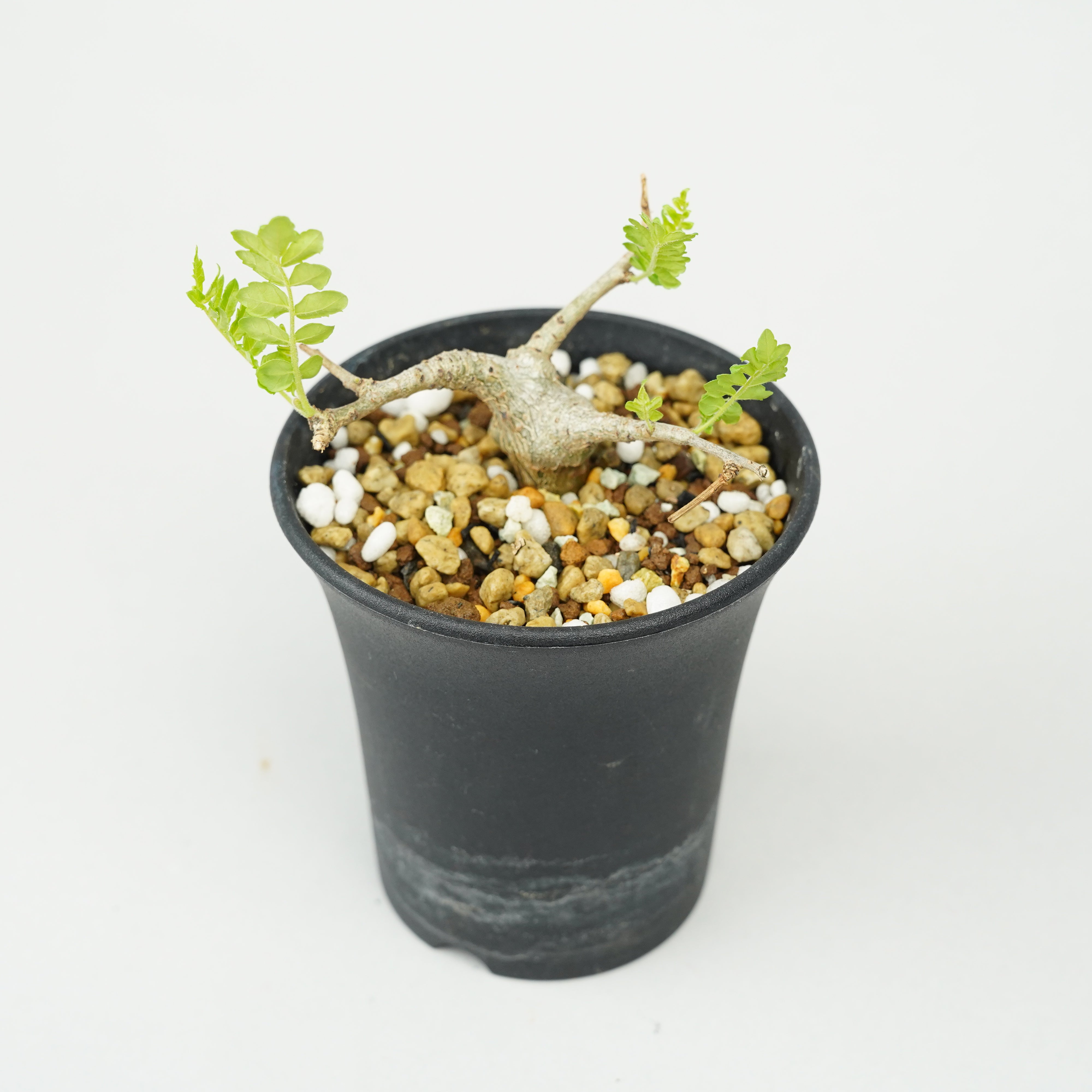 ヤンチェン実生 ボスウェリア・ネグレクタ 実生「Boswellia neglecta seedling