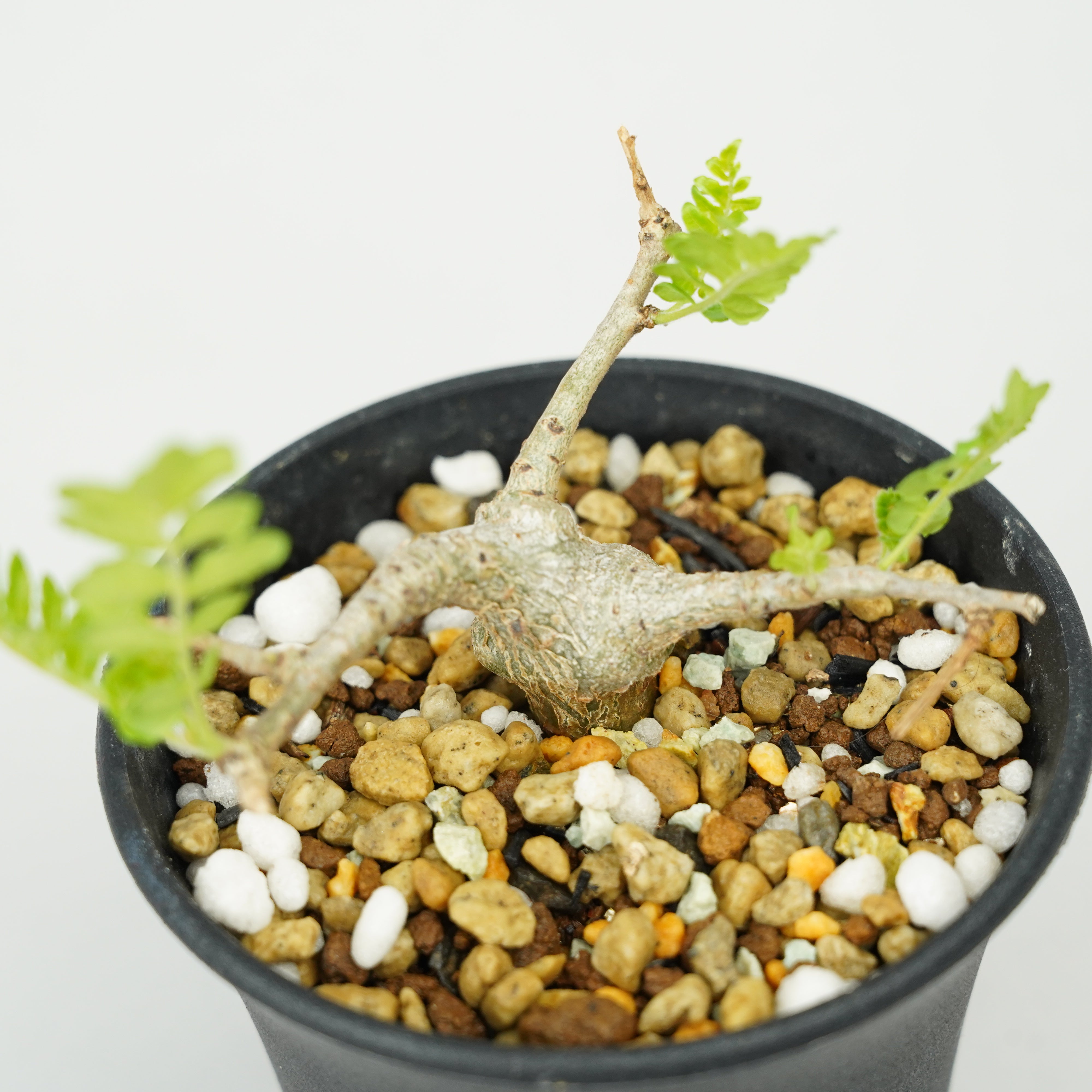 ボスウェリア・ネグレクタ 実生「Boswellia neglecta seedling