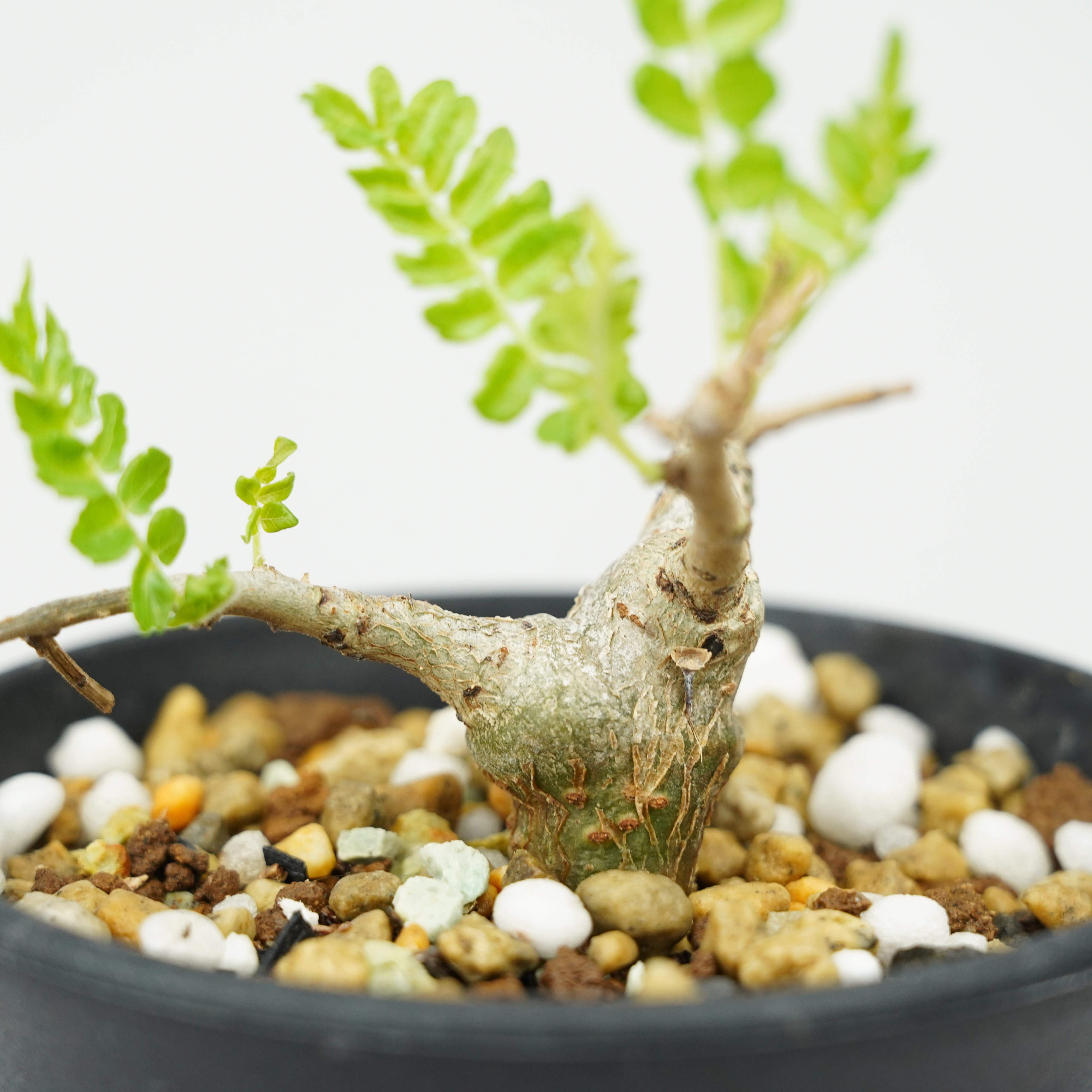 ボスウェリア・ネグレクタ 実生「Boswellia neglecta seedling