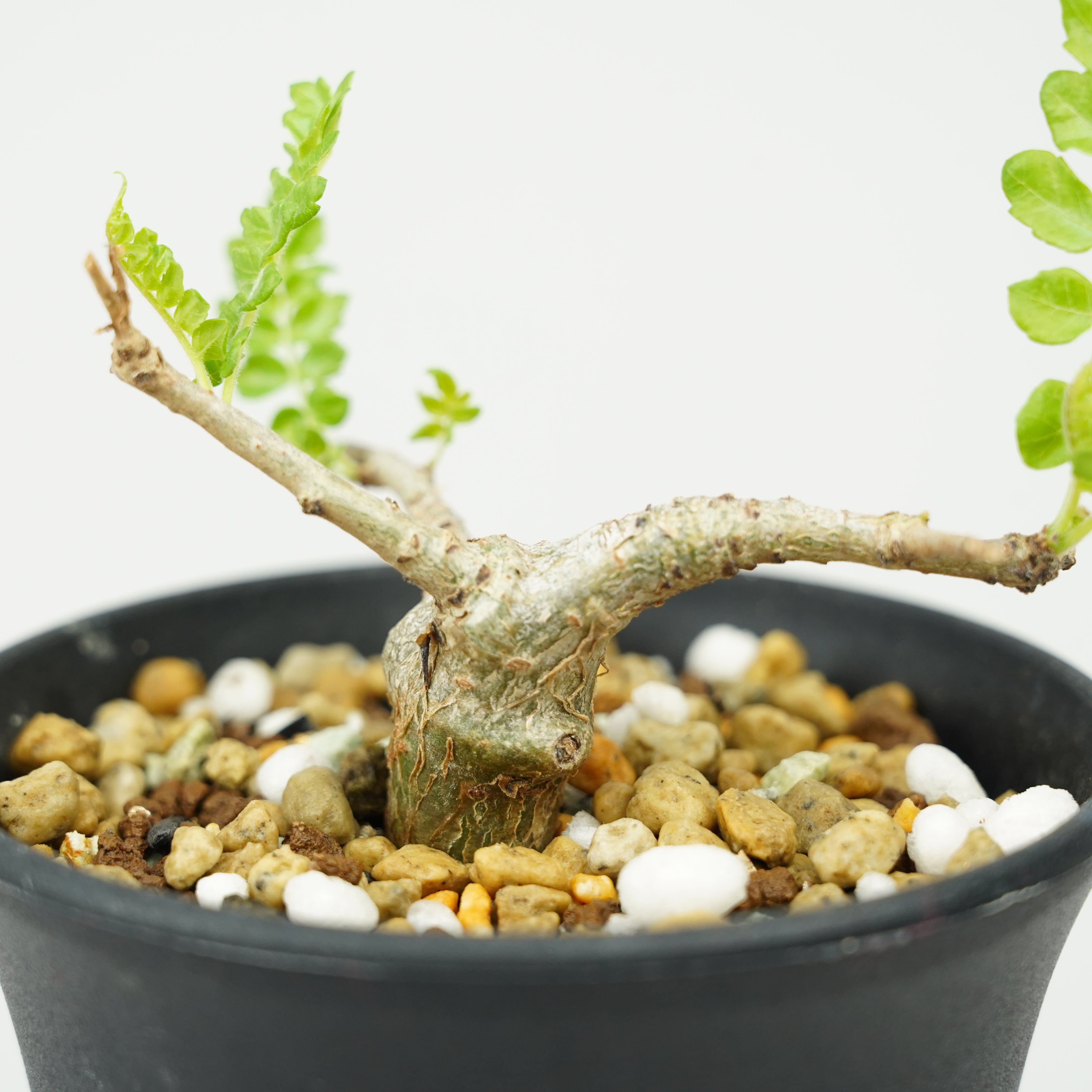 ボスウェリア・ネグレクタ 実生「Boswellia neglecta seedling