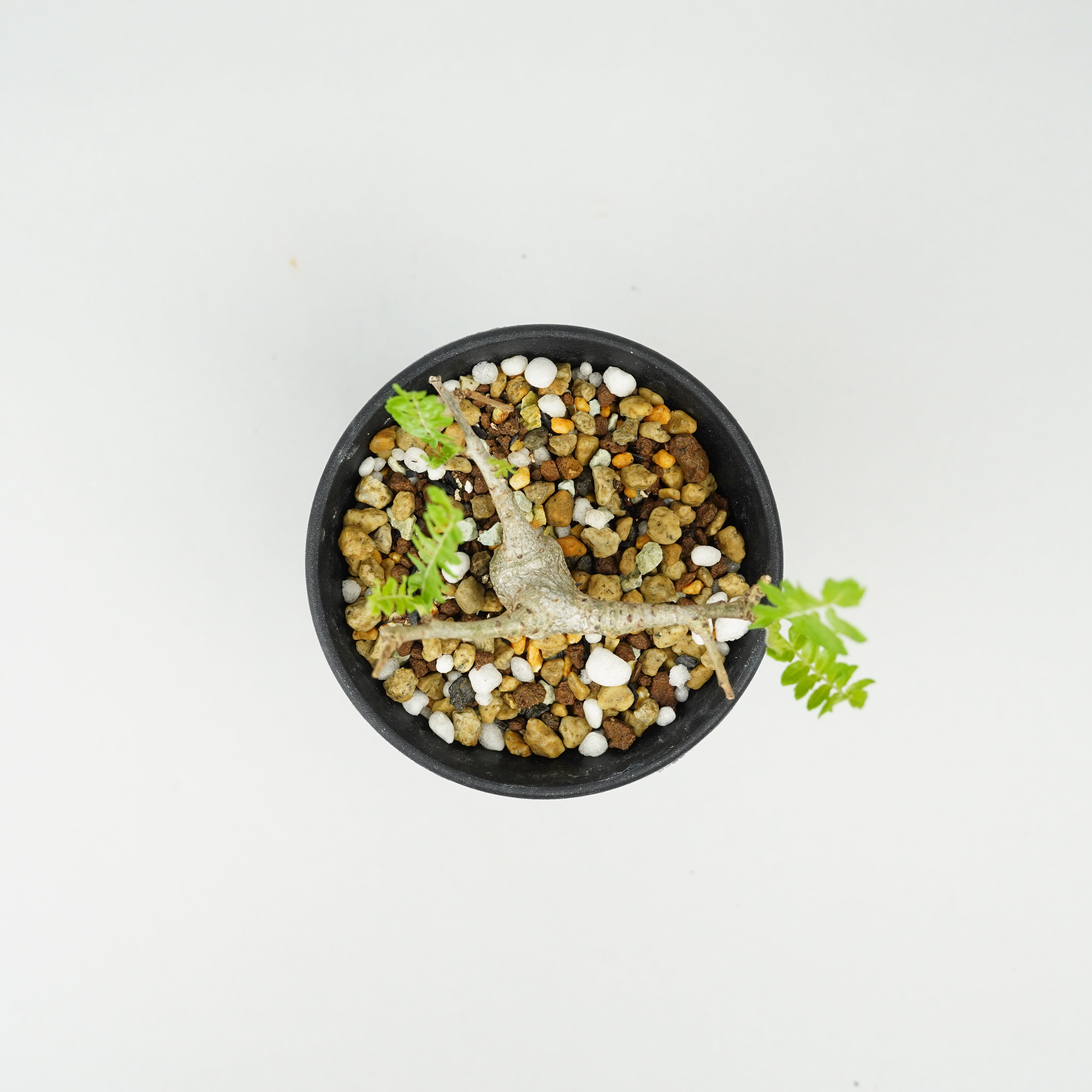 ヤンチェン実生 ボスウェリア・ネグレクタ 実生「Boswellia neglecta seedling