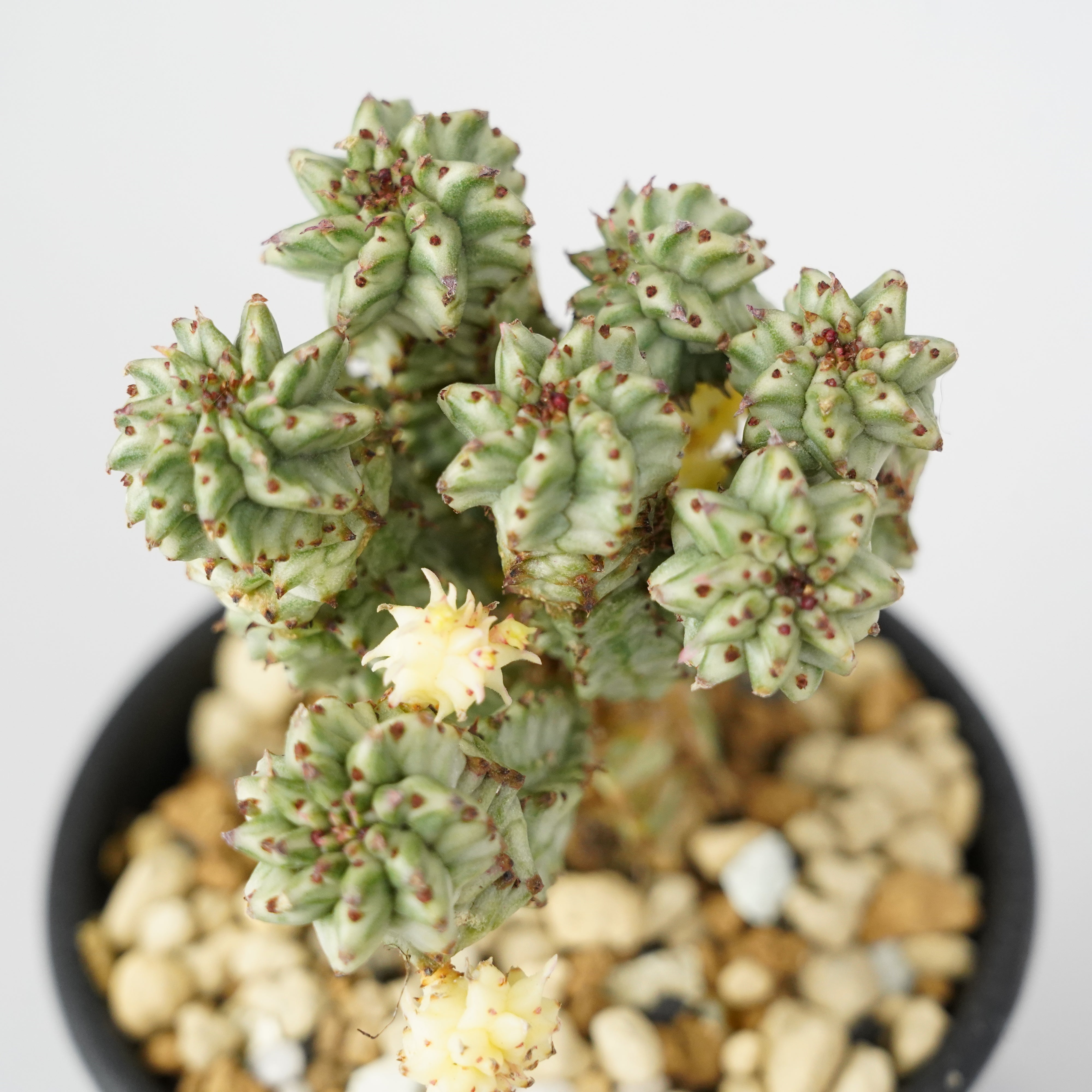 ユーフォルビア・ペルドルシアナ 斑入り「Euphorbia perdorsiana
