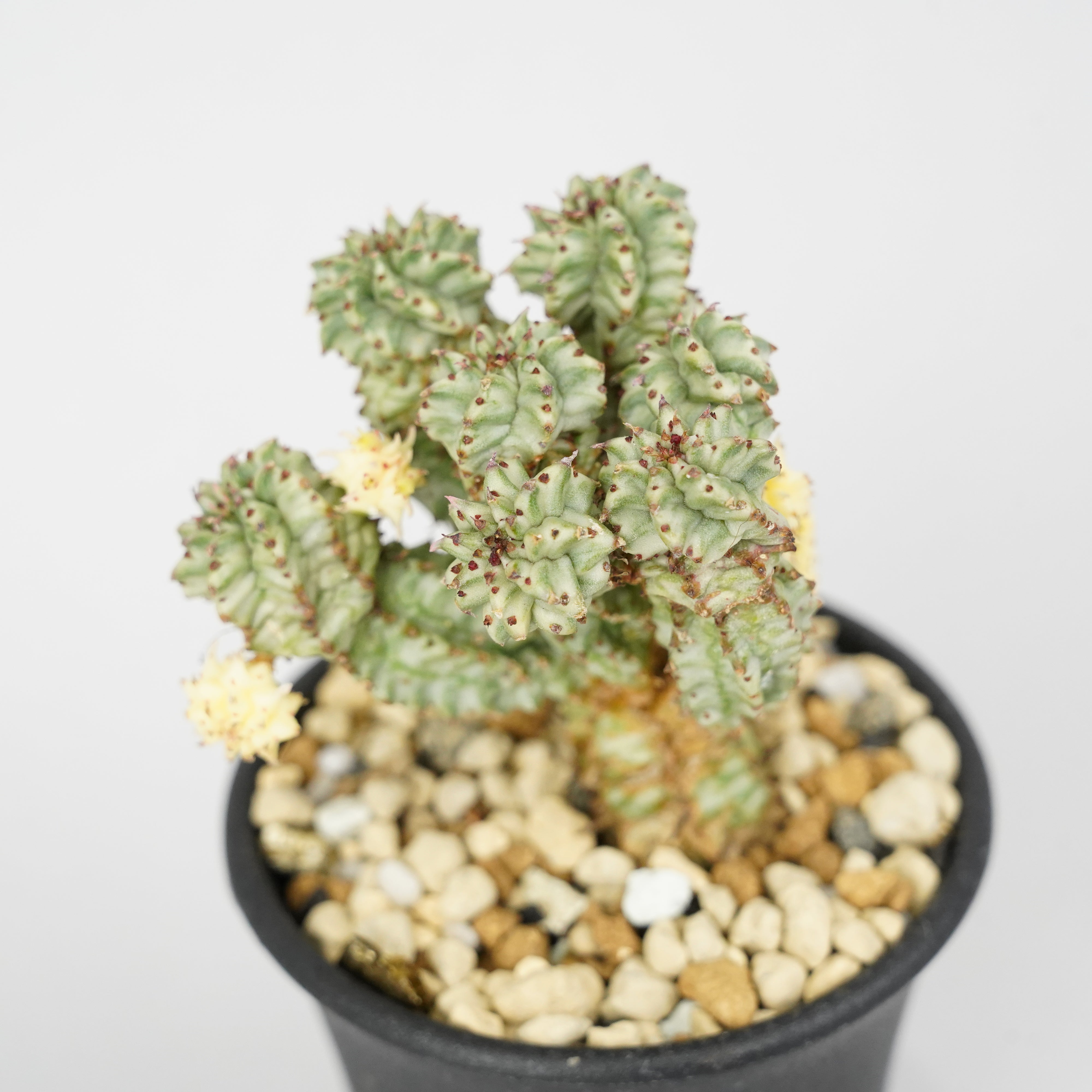 ユーフォルビア・ペルドルシアナ 斑入り「Euphorbia perdorsiana