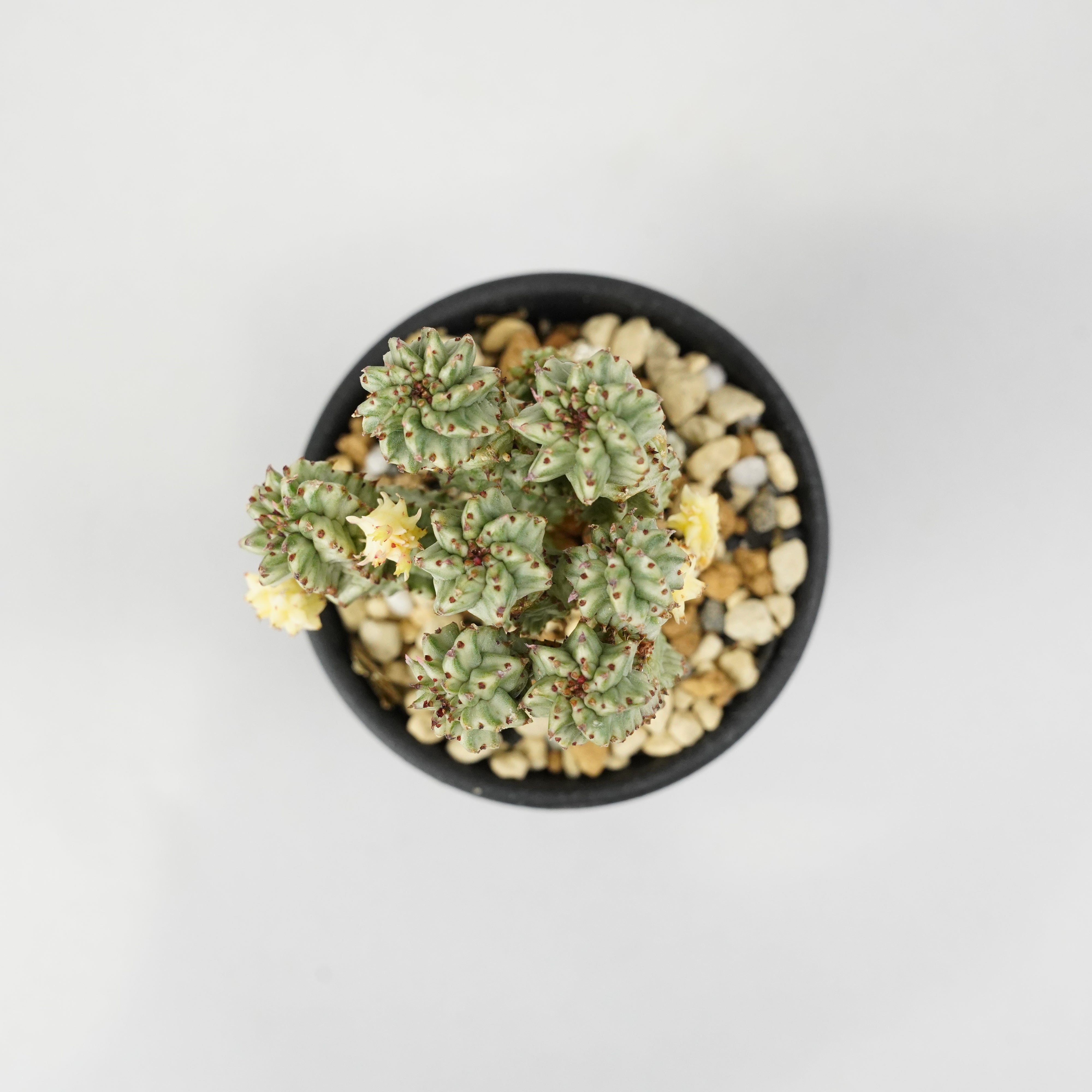 ユーフォルビア・ペルドルシアナ 斑入り「Euphorbia perdorsiana