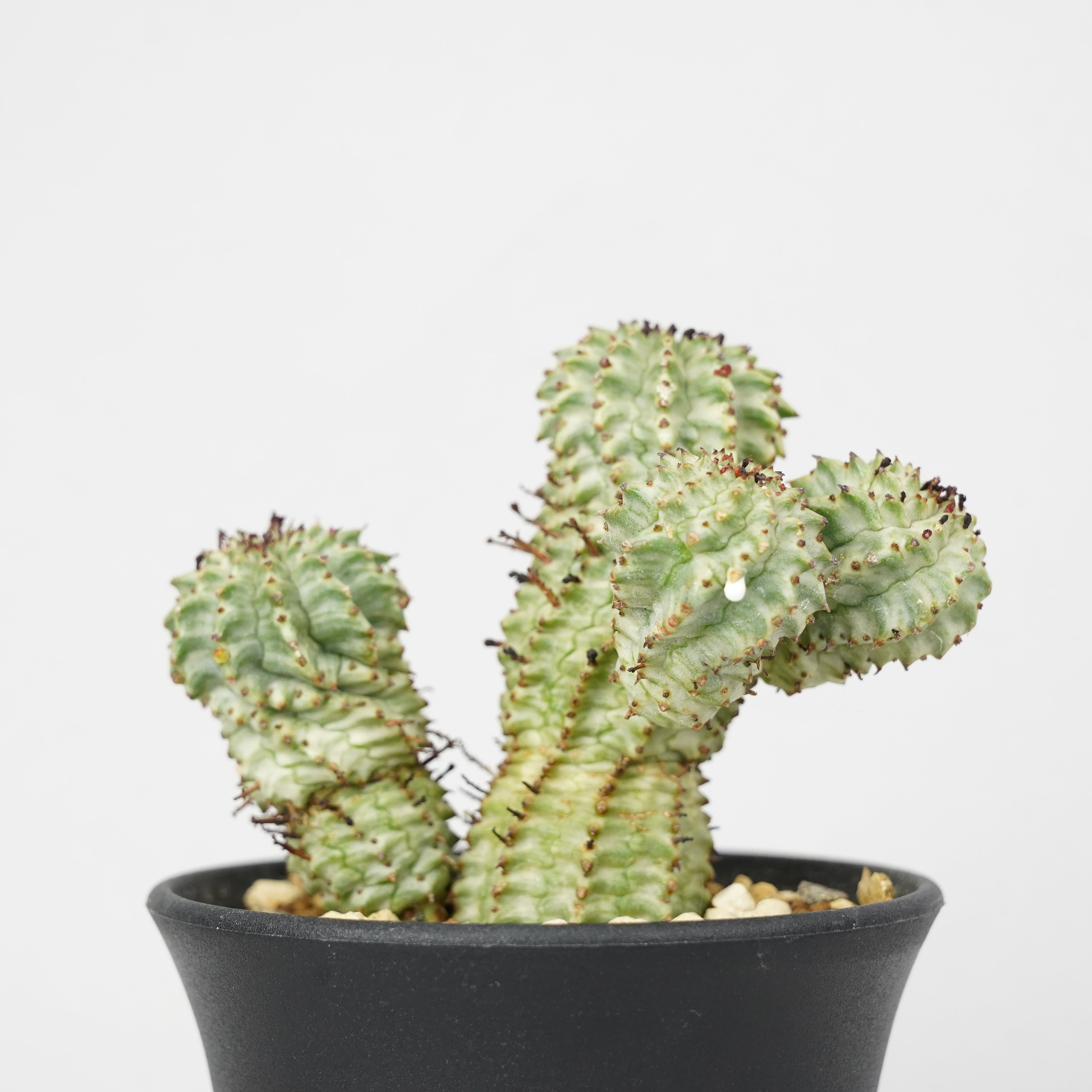 ユーフォルビア・ペルドルシアナ 斑入り「Euphorbia perdorsiana