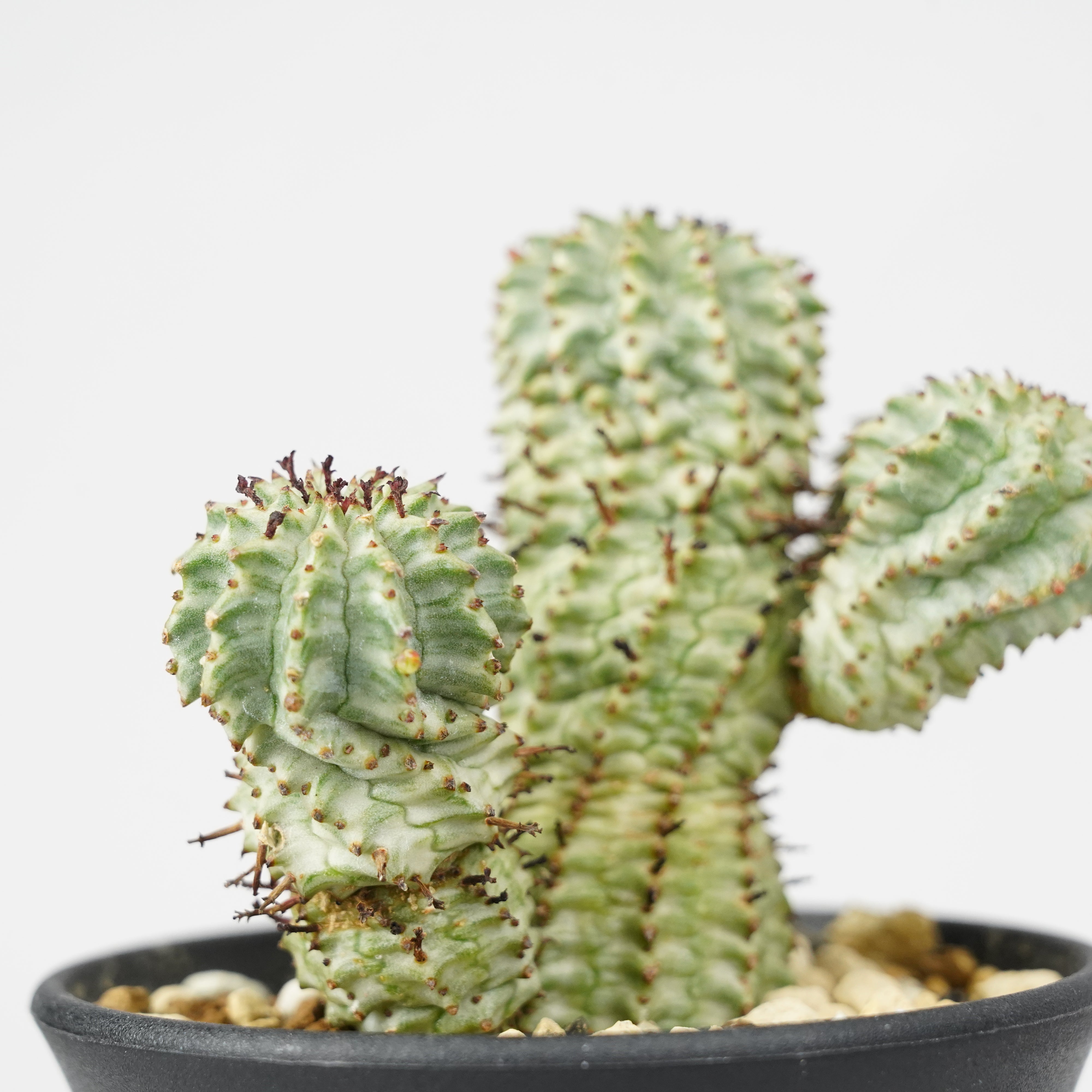 ユーフォルビア・ペルドルシアナ 斑入り「Euphorbia perdorsiana