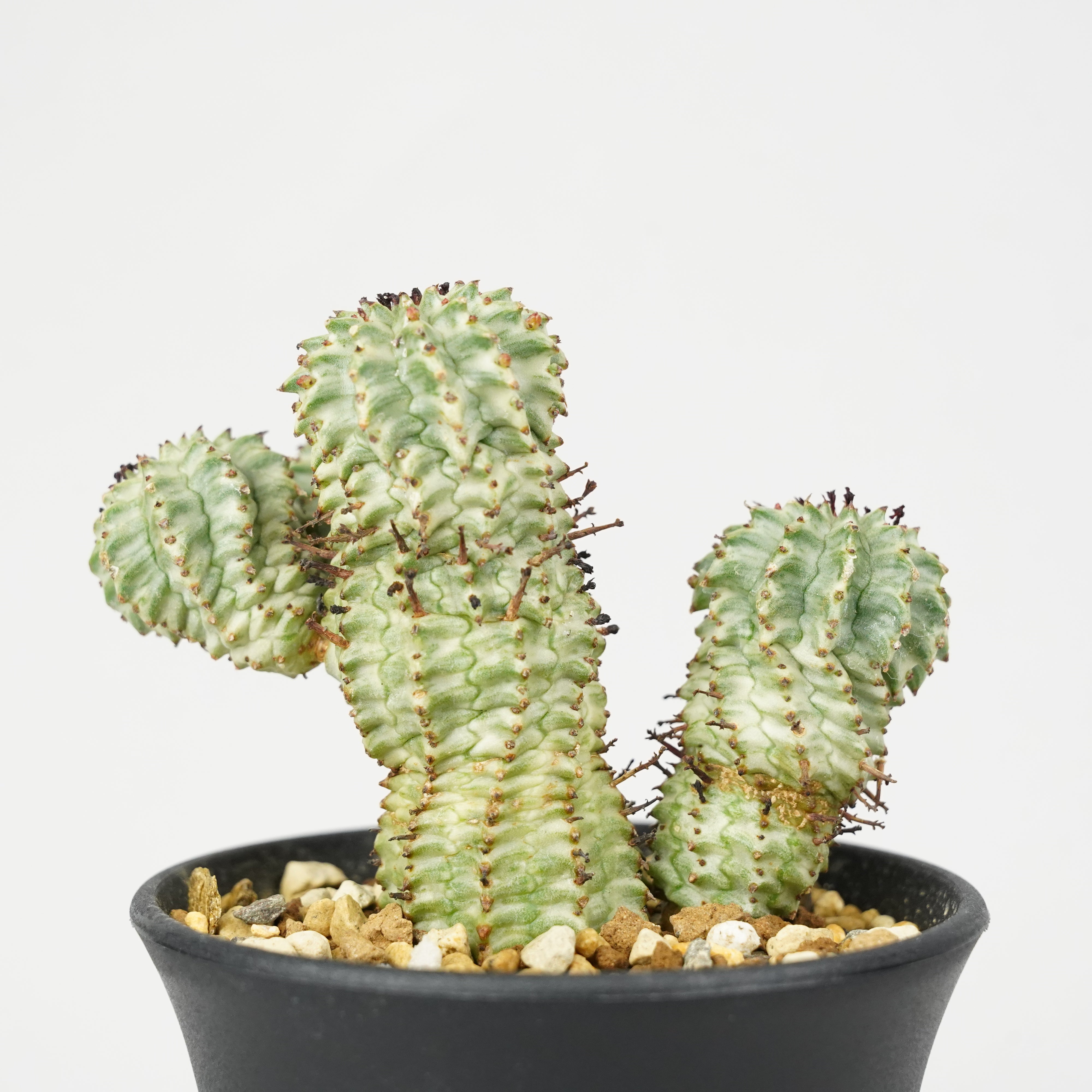 ユーフォルビア・ペルドルシアナ 斑入り「Euphorbia perdorsiana