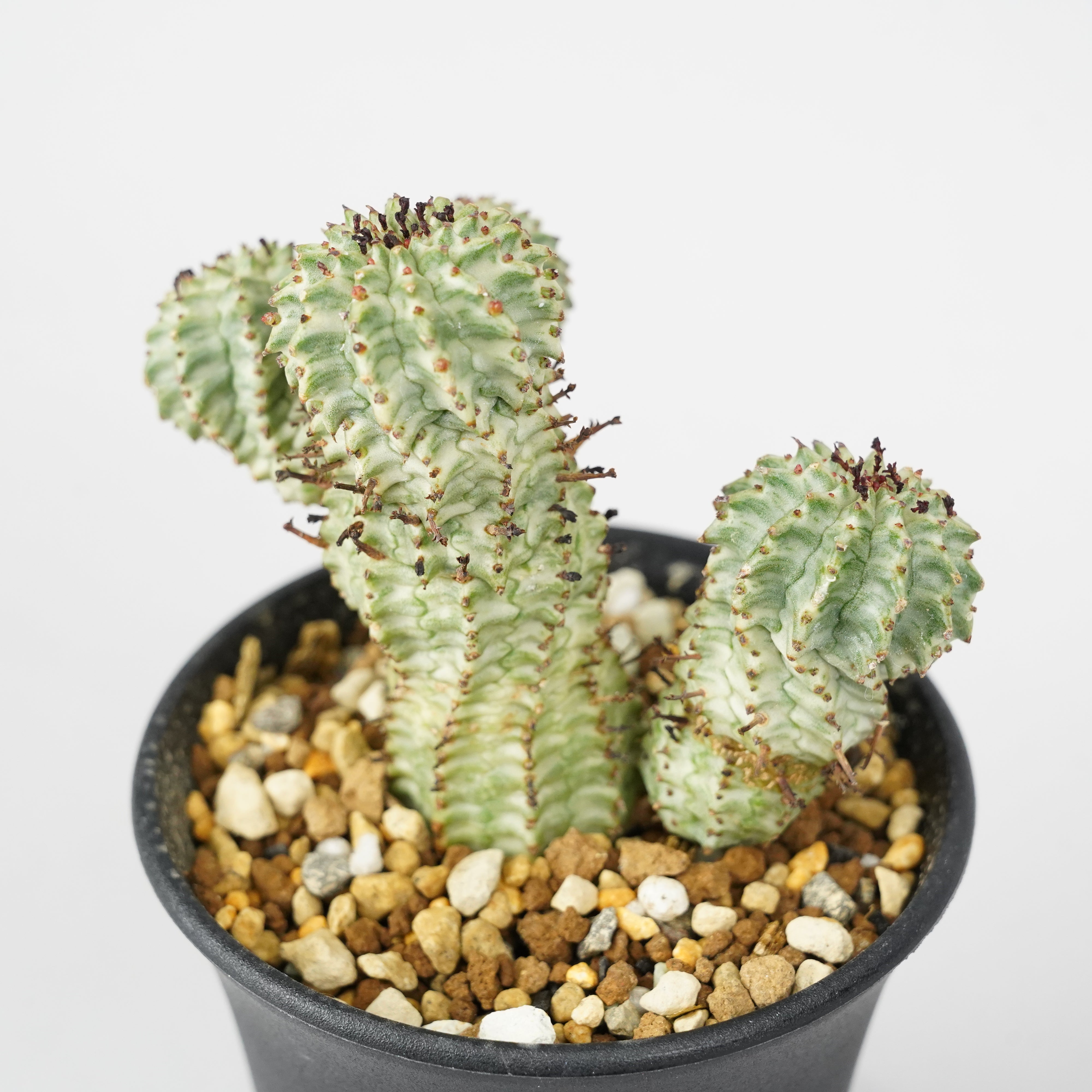 ユーフォルビア・ペルドルシアナ 斑入り「Euphorbia perdorsiana
