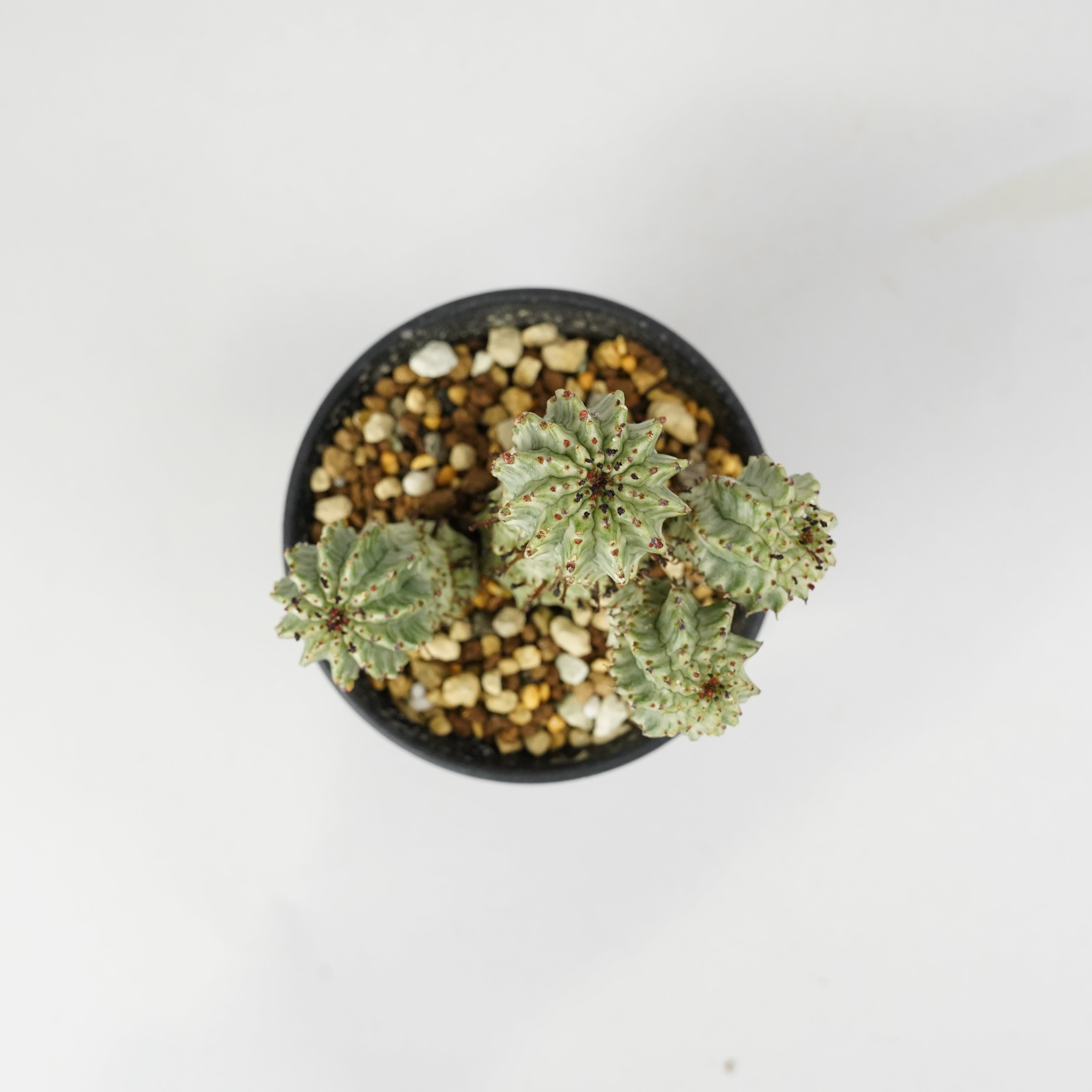 ユーフォルビア・ペルドルシアナ 斑入り「Euphorbia perdorsiana