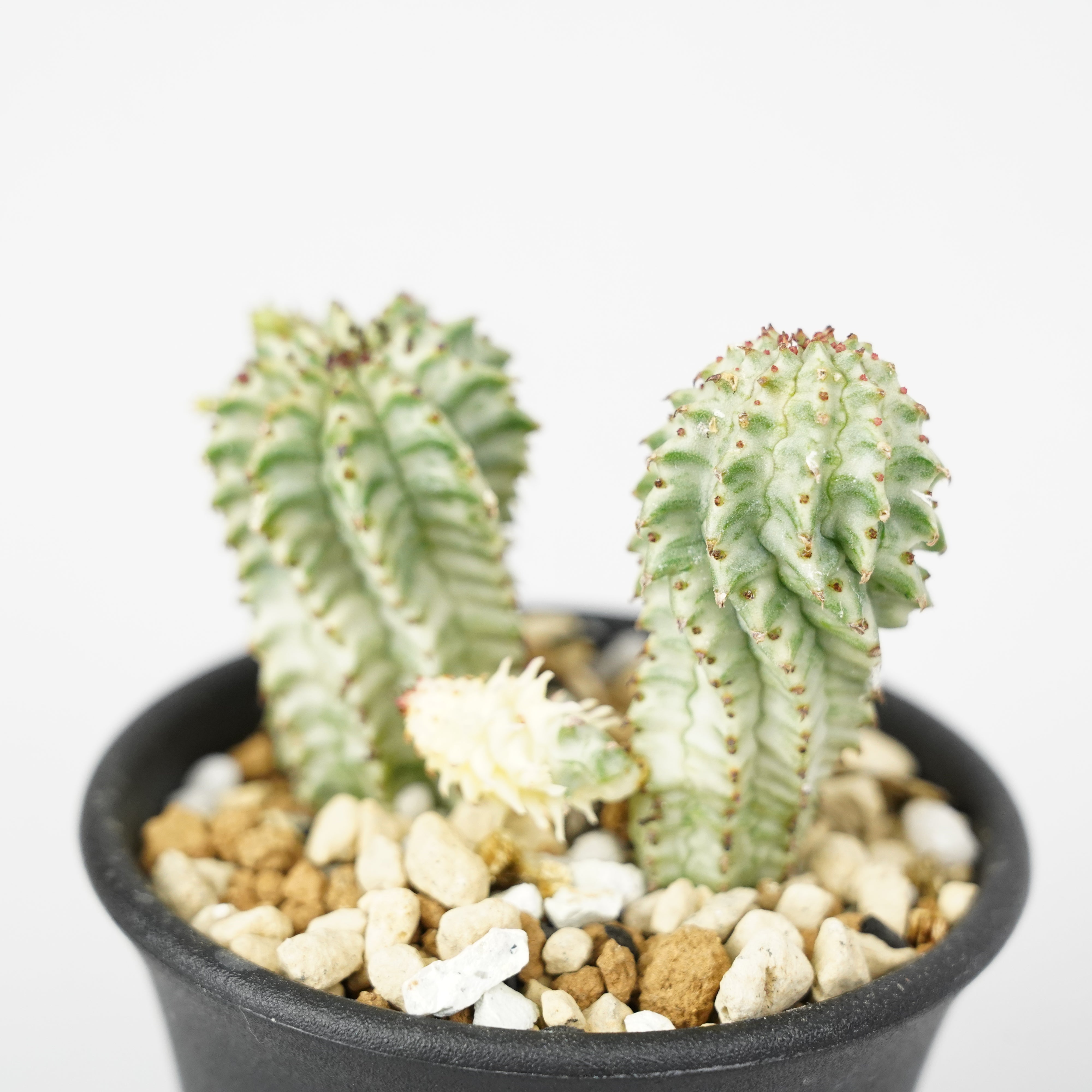 ユーフォルビア・ペルドルシアナ 斑入り「Euphorbia perdorsiana