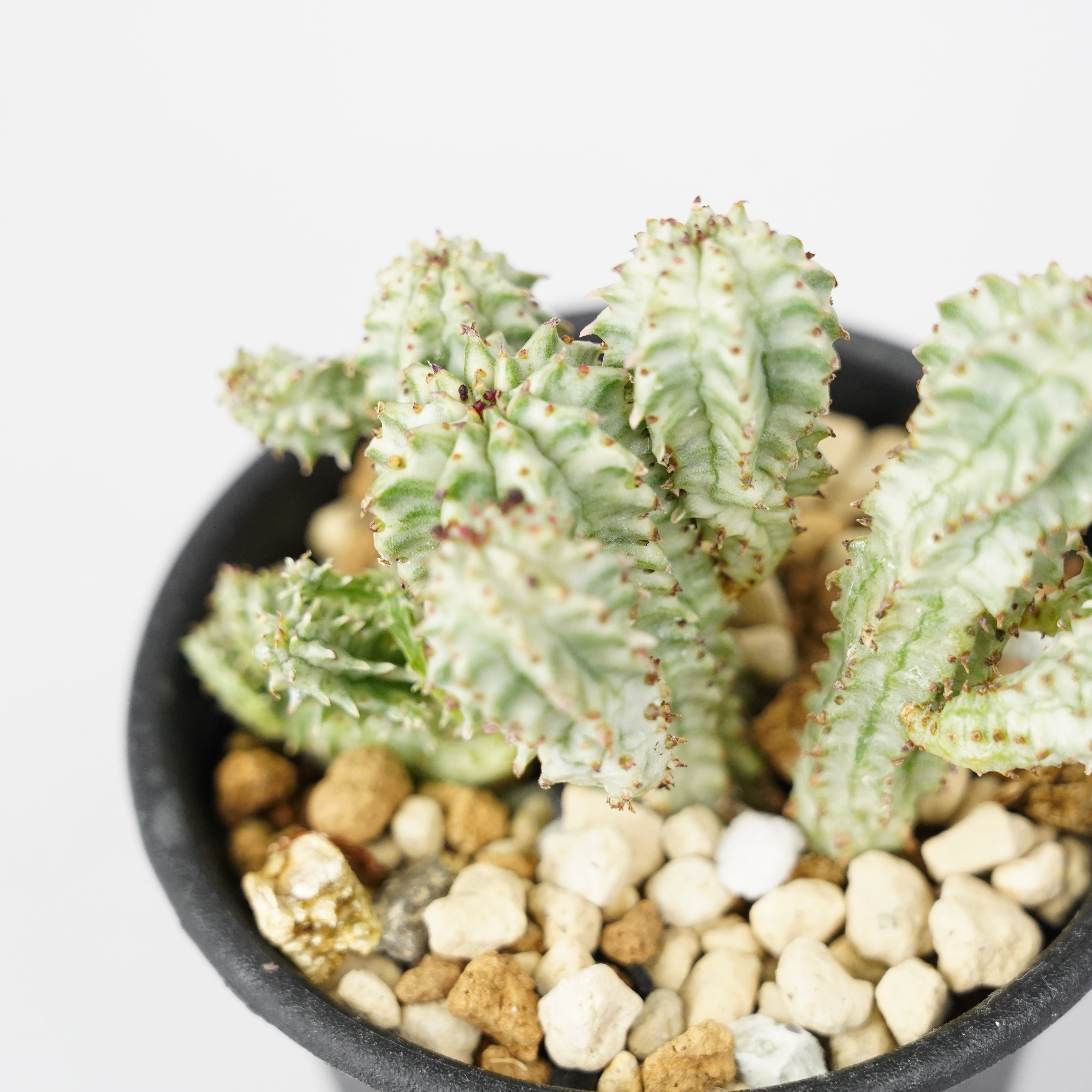 ユーフォルビア・ペルドルシアナ 斑入り「Euphorbia perdorsiana