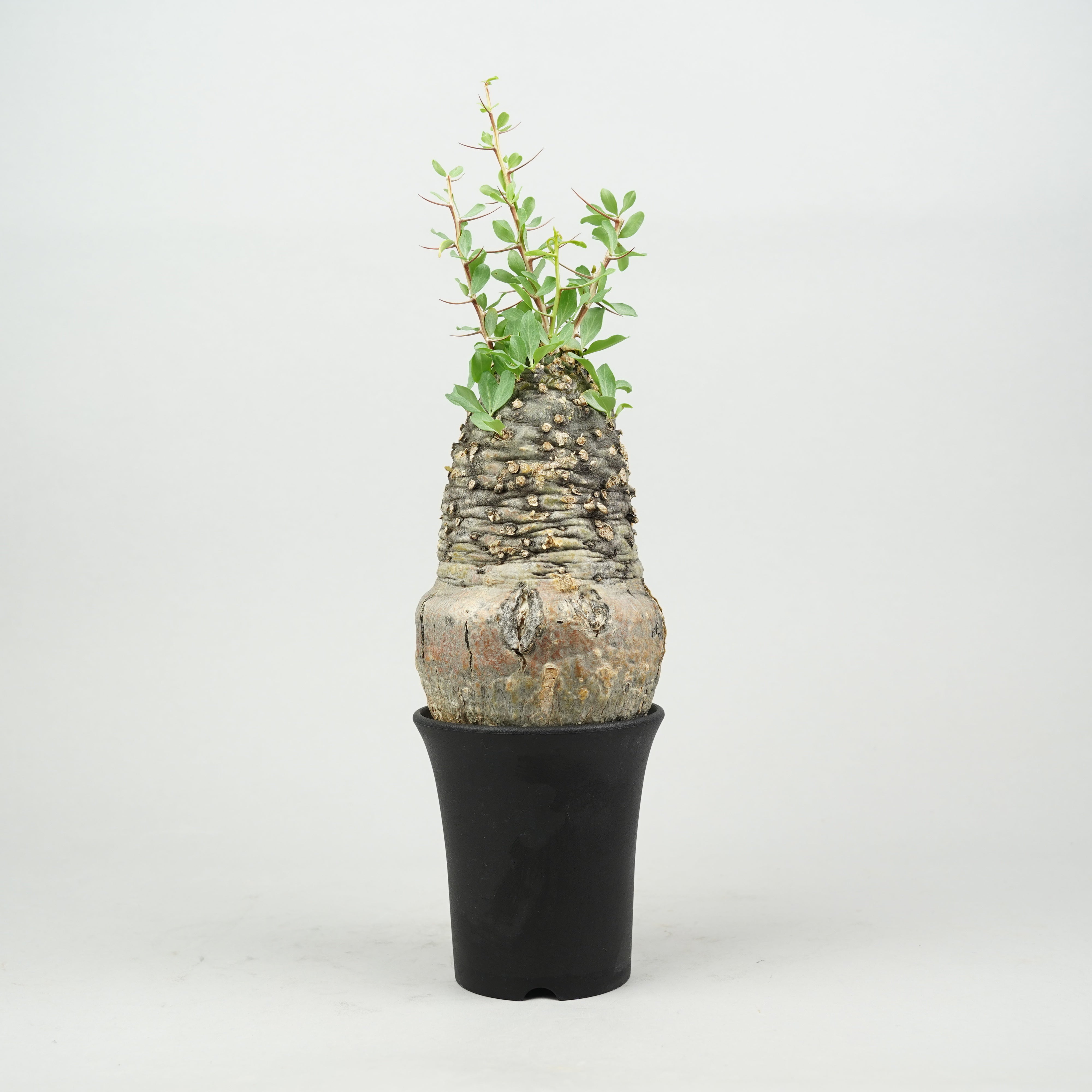 その他植物 – Hachi-8